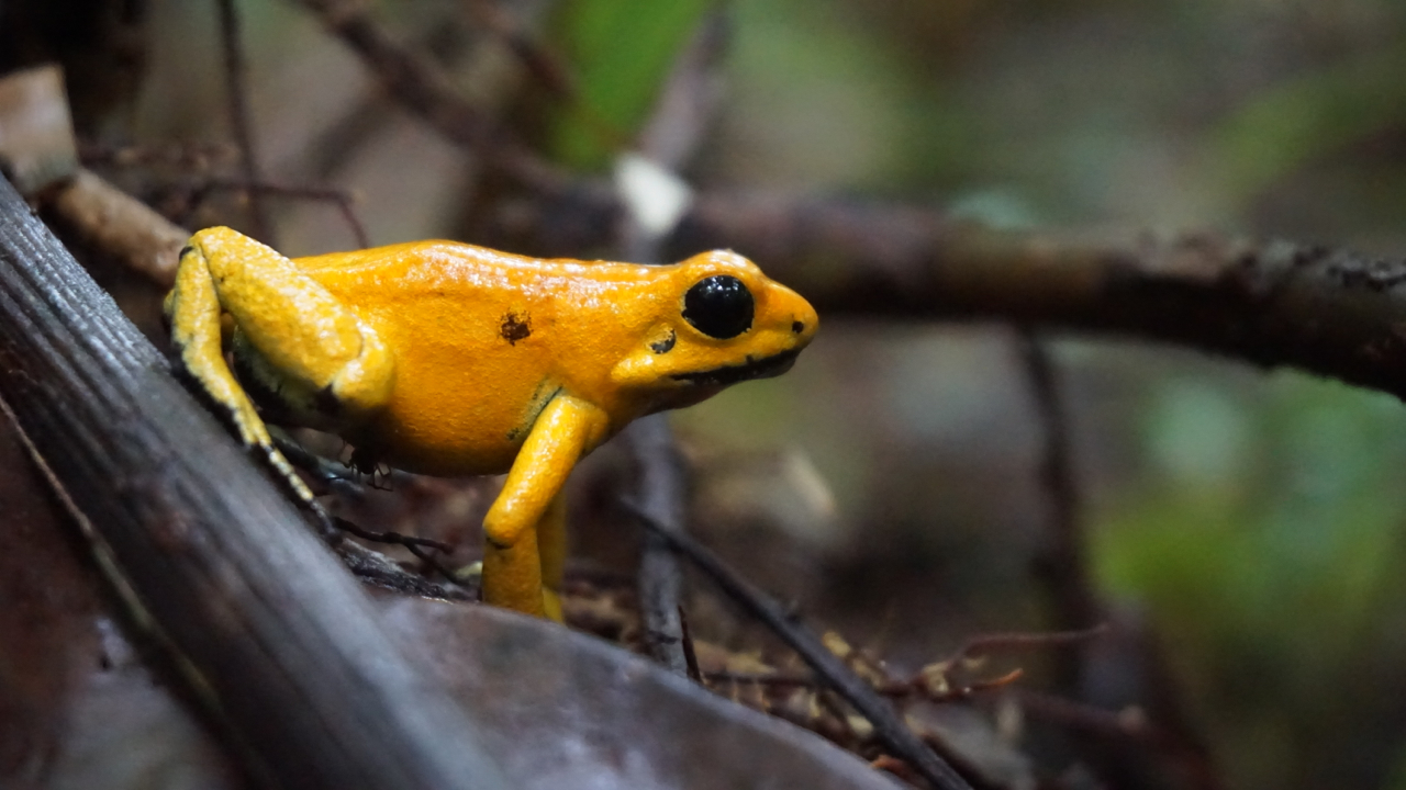 Citizen Conservation's story is closely intertwined with the golden poison frog | Björn Encke/Frogs & Friends