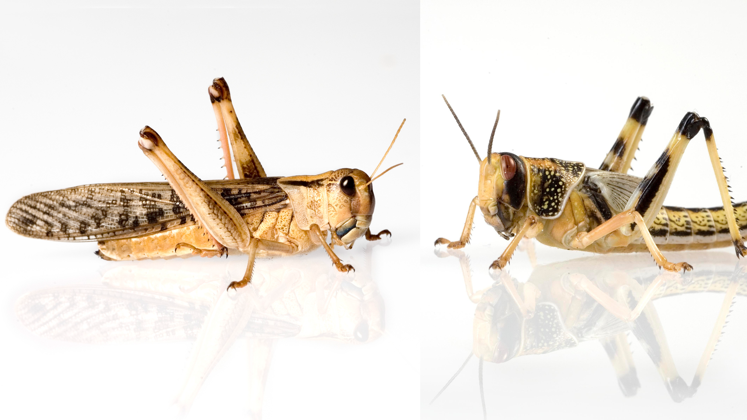 Links zu sehen: die Wanderheuschrecke; auf der rechten Seite: eine Wüstenheuschrecke | fauna topics