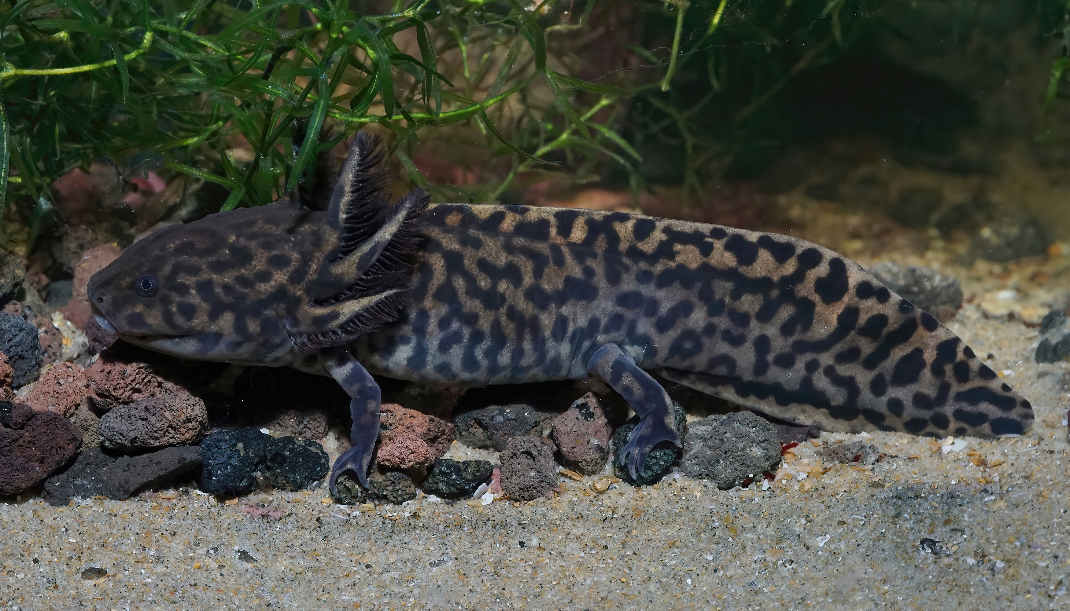 Closeup,On,Adult,Critically,Endangered,Neotenic,Anderson's,Salamander,,ambystoma,Andersoni,