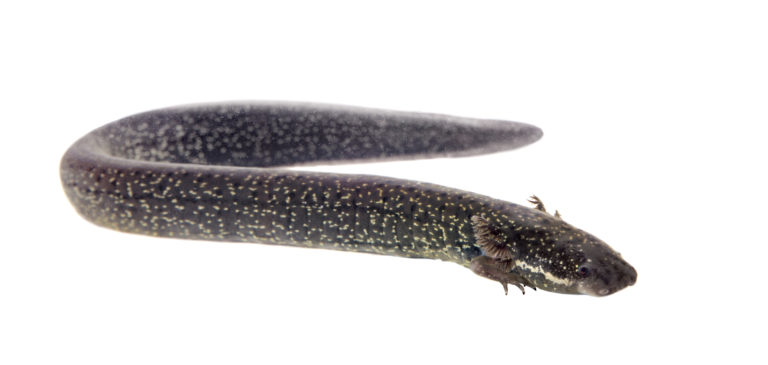 The newt Siren intermedia retains many larval characteristics throughout life, but still grows to a considerable length of up to 70 centimetres. | Rosa Jay/Shutterstock