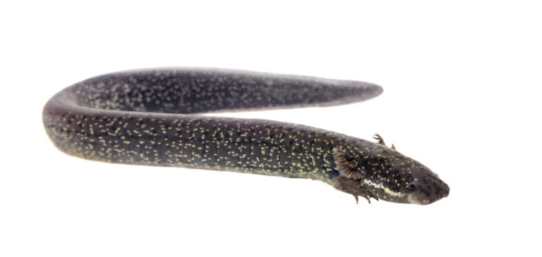 Der Armmolch Siren intermedia behält viele Larvenmerkmale lebenslang bei, wächst aber trotzdem auf eine beachtliche Länge von bis zu 70 Zentimetern. | Rosa Jay/Shutterstock
