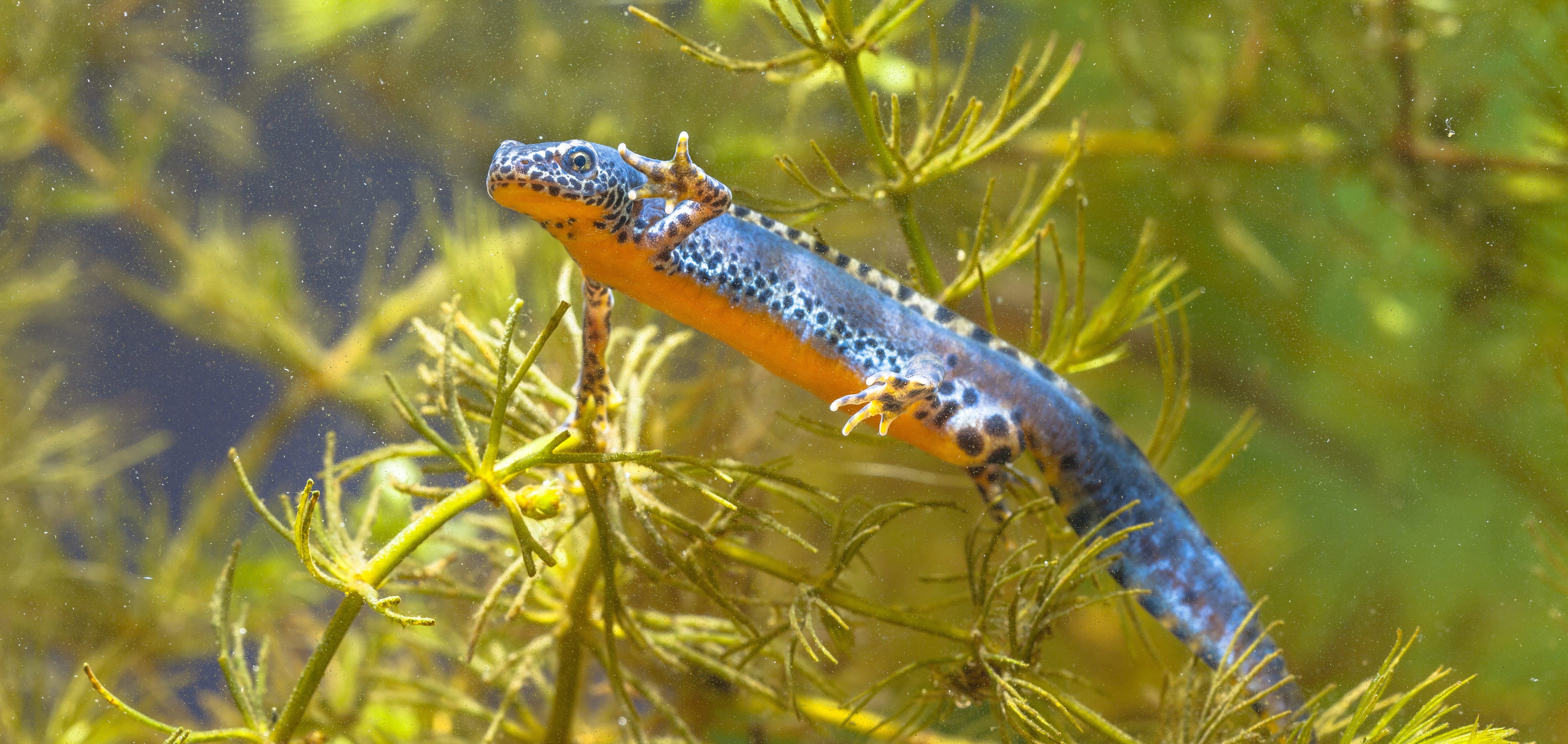 The mountain newt (Ichtyosaura alpestris), native to Central Europe, normally undergoes metamorphosis and lives temporarily on land, but there are also populations with neotenous animals. | Rudmer Zwerver/Shuttestock