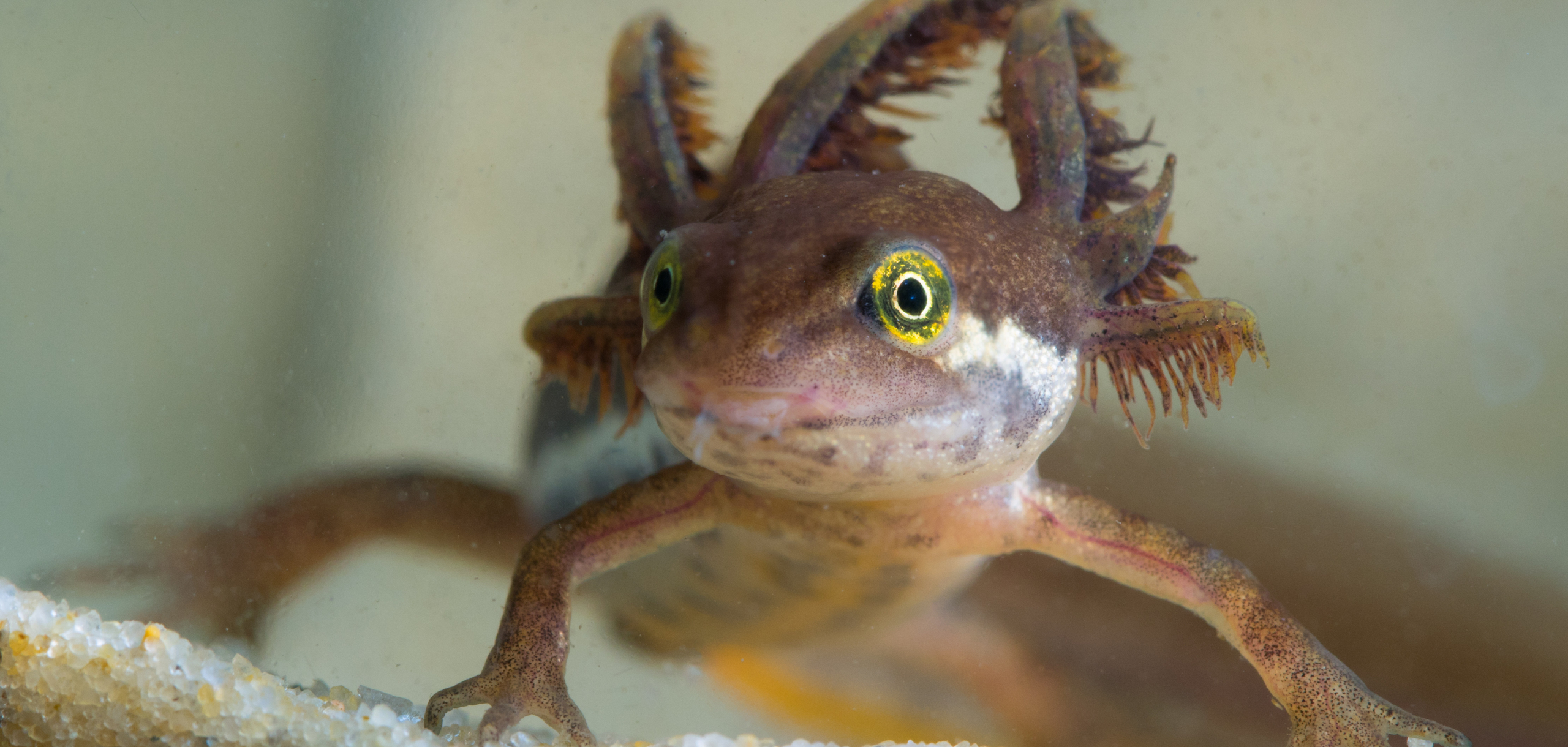Neoteny also occurs in the Central European pond newt (Lissotriton vulgaris). | Geza Farkas/Shutterstock