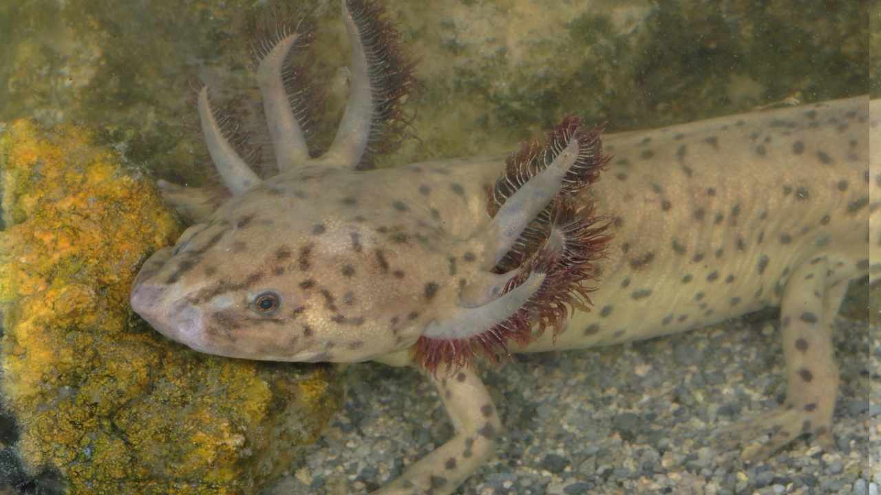 Taylor's salamander (Ambystoma taylori), also a neotene, has adapted to another lake in the Mexican highlands with a particularly high salinity in the water. | Joachim Nerz