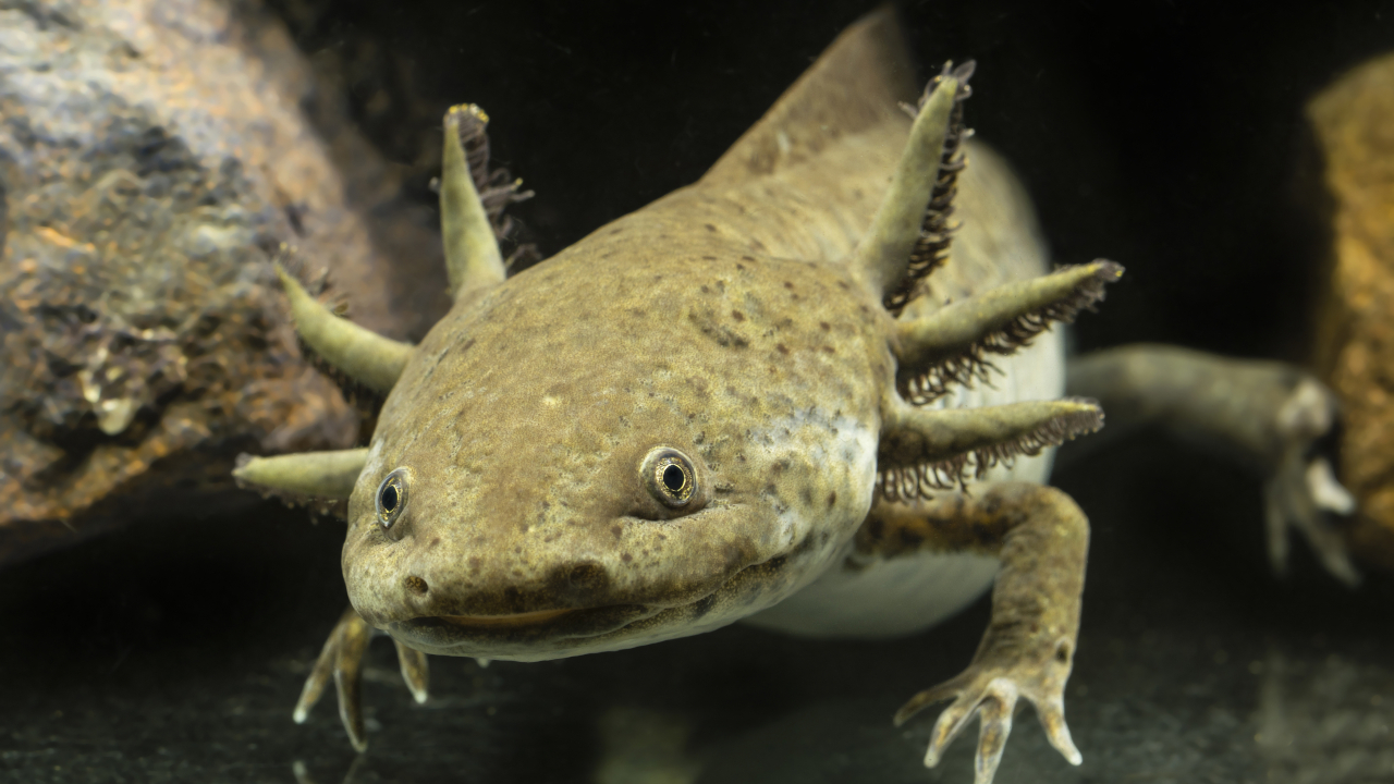The axolotl (Ambystoma mexicanum) is the best-known relative of Anderson’s salamander. Today it is found almost exclusively in aquariums. | Lapis2380/Shutterstock