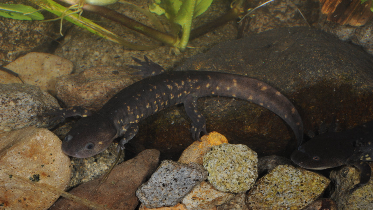 Also undergoing metamorphosis, but also living permanently in water: Ambystoma rivulare | Joachim Nerz
