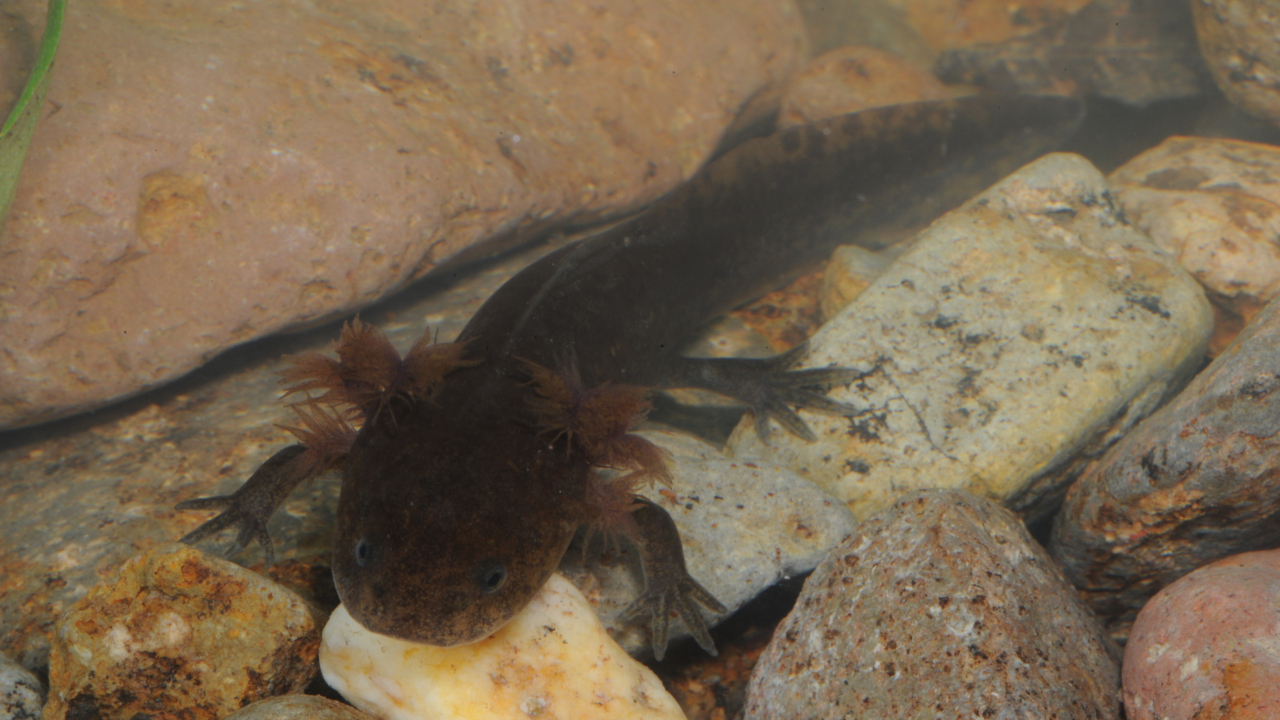 Larva of Ambystoma ordinarium – this salamander still walks on land. | Joachim Nerz