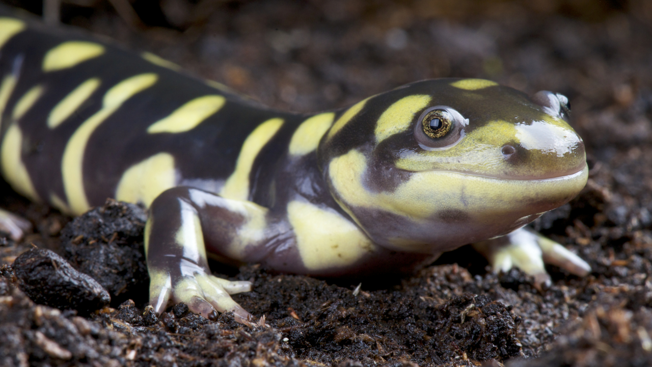 Normalerweise gehen die in Nordamerika weit verbreiteten Tigersalamander (Ambystoma tigrinum) nach einer Metamorphose an Land; es kommen aber auch immer wieder neotene Tiere vor. | reptiles4all/Shutterstock