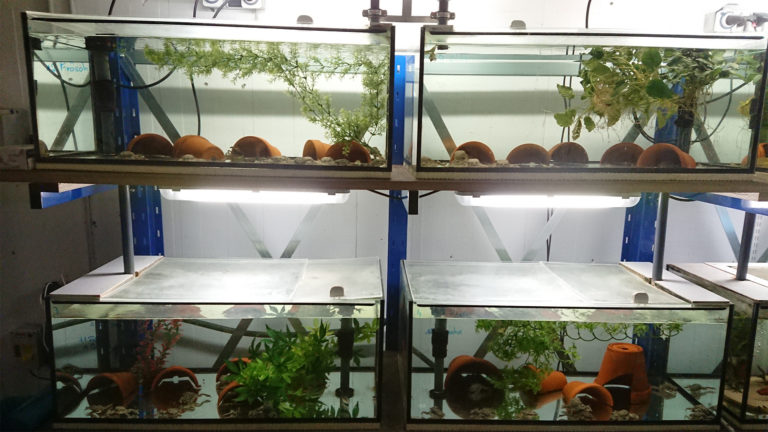 The Allwetterzoo Münster also keeps frogs in a special amphibian breeding room. | Heiko Werning