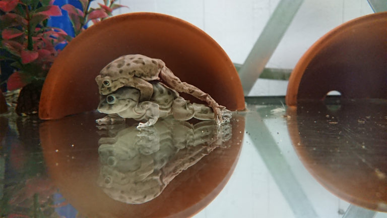 Even though the water frogs are not yet particularly huge, they are already reproducing diligently. Amplexus in the breeding room of the Allwetterzoos Münster. | Heiko Werning