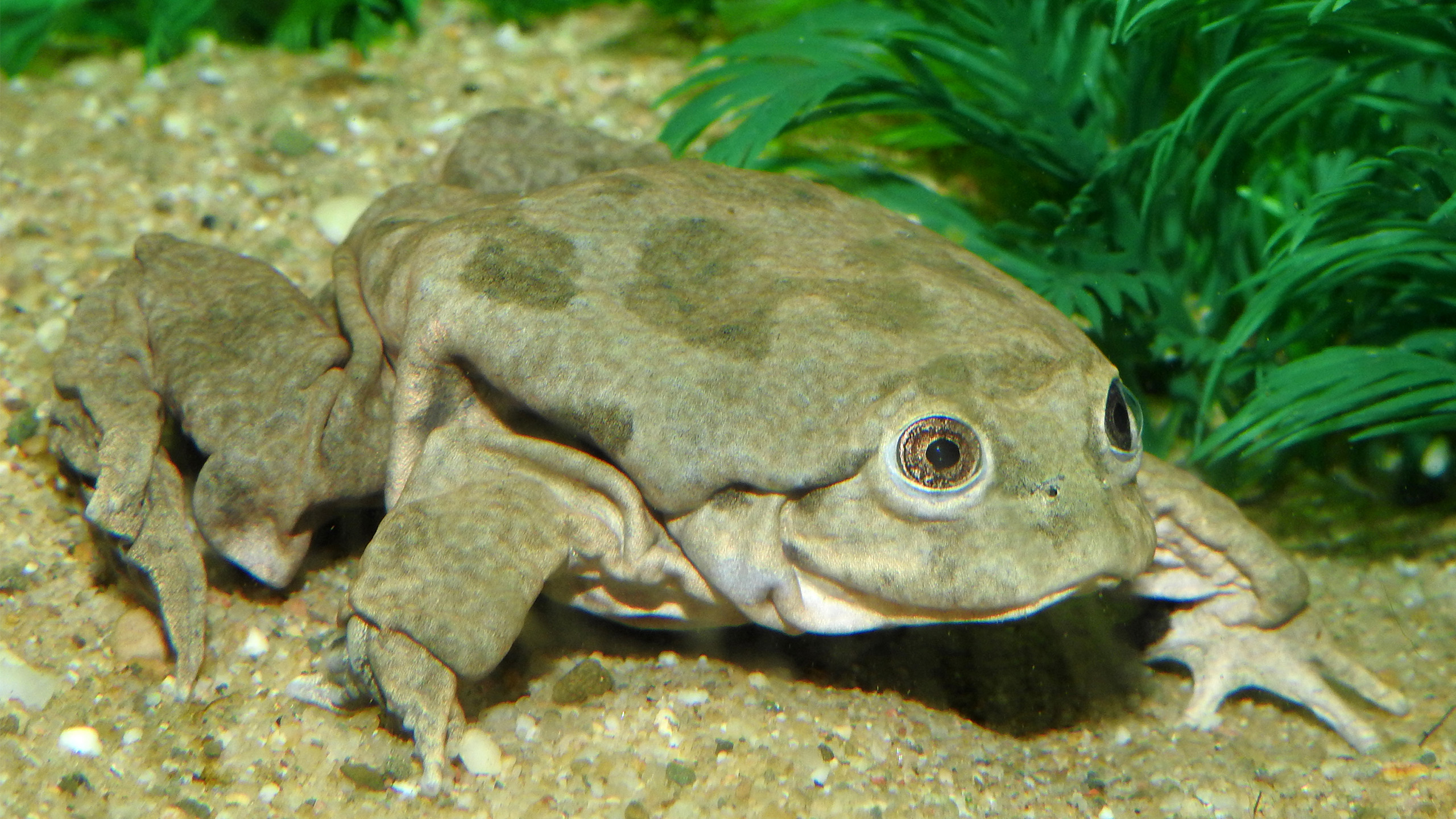 A character frog – private keepers can also help build capacity to preserve it for the future in a united effort. | Aquazoo Löbbecke Museum