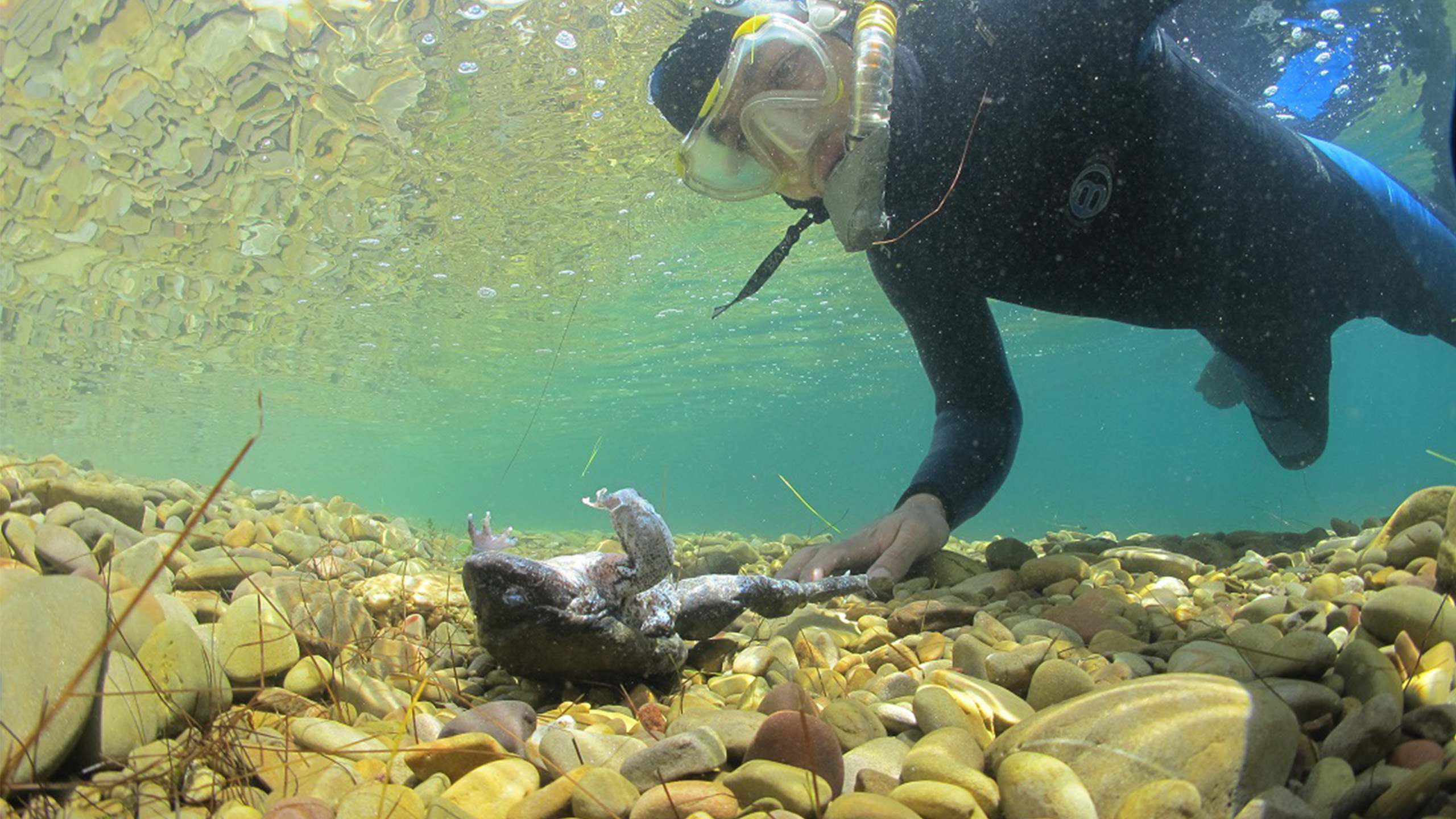 Unter Wasser dasselbe traurige Bild: Wo Cousteau einst quietschfidele Riesenfrösche fand, dümpeln heute Froschkadaver durch den stark belasteten See. | Arturo Muñoz-Saravia