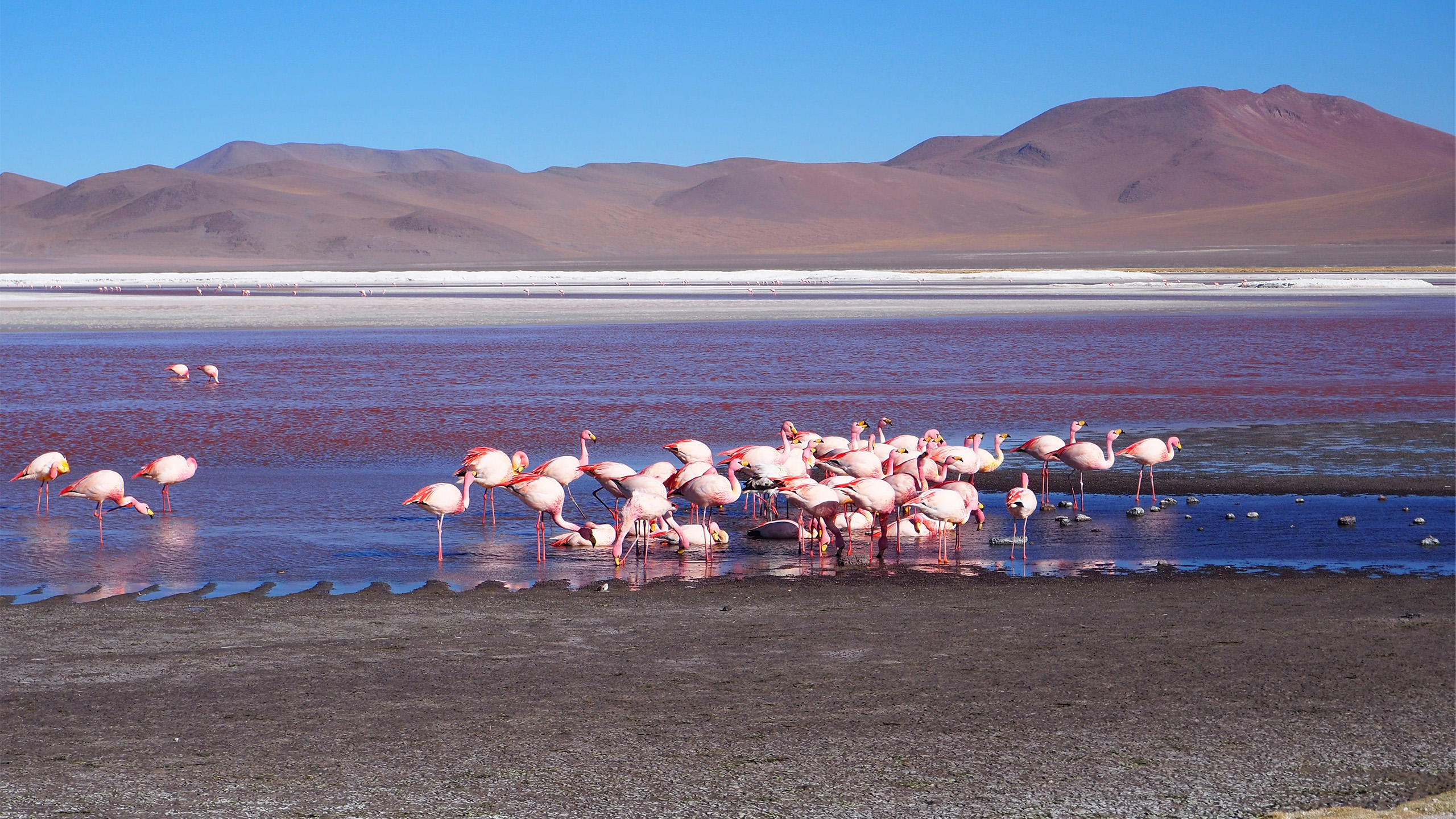 Der Titicaca-See ist für zahlreiche Pflanzen und Tiere als Lebensraum von zentraler Bedeutung; gleich drei südamerikanische Flamingo-Arten kommen hier vor. | Helveola, Shutterstock