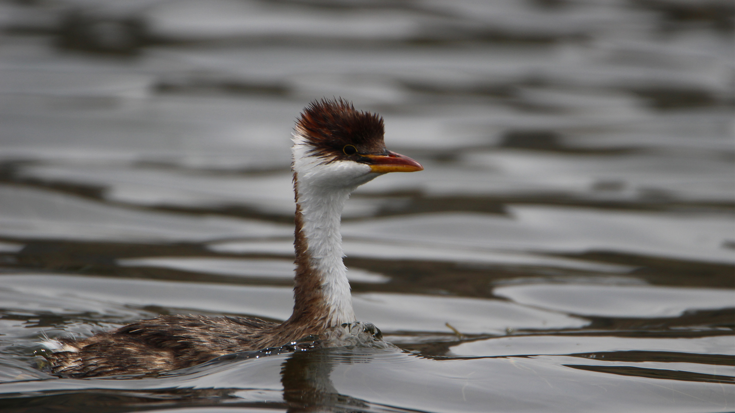 The Titicaca water frog is not the only endemic species of the lake. The Titicaca grebe is also found only here and in a few other neighboring lakes in the Altiplano. It is also considered critically endangered. | Darren Graham, Shutterstock