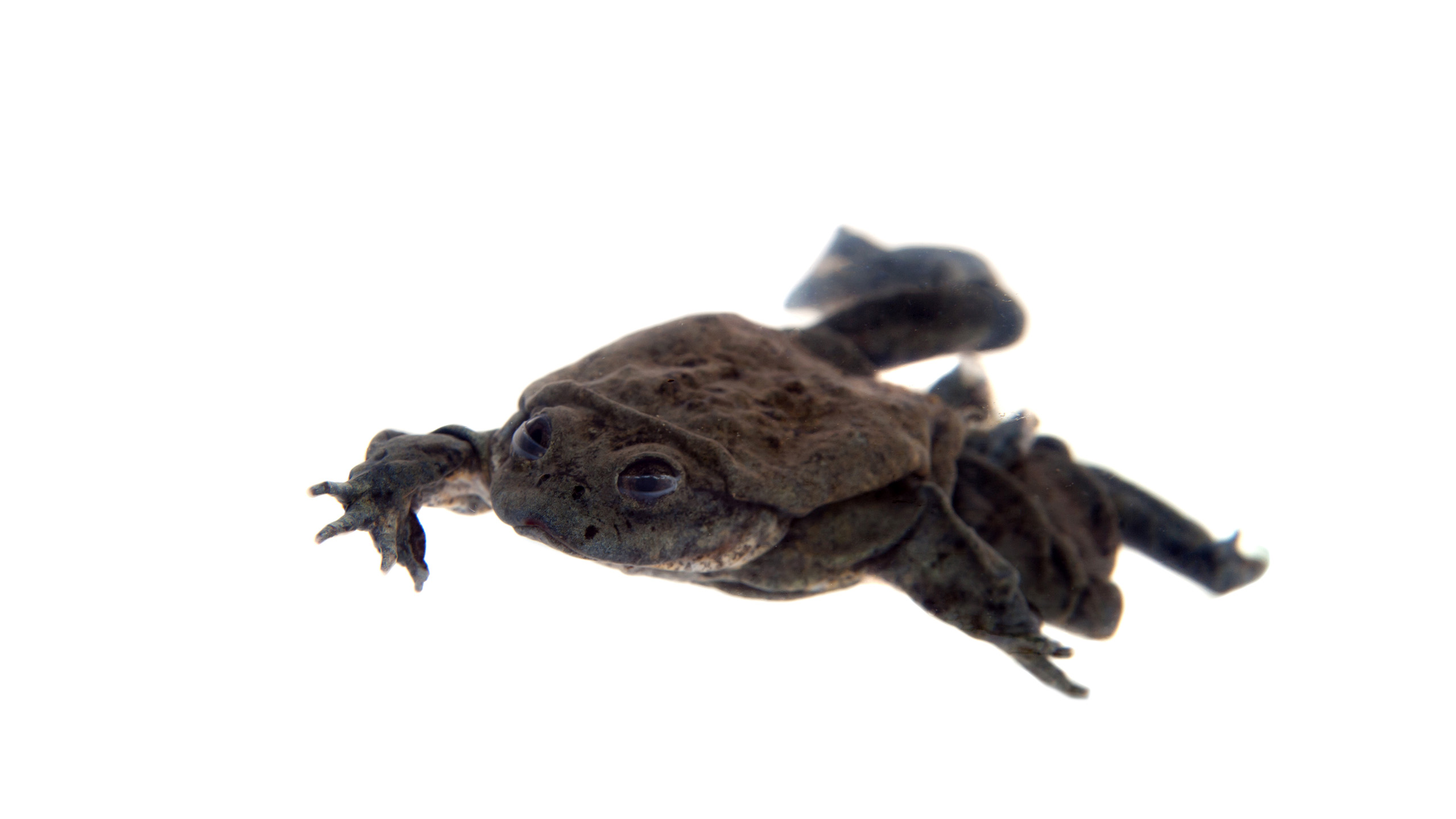 Citizen Conservation and European zoos also want to raise awareness of the critical situation of the Titicaca frog to a wider public through their conservation breeding program. | Rosa Jay, Shutterstock