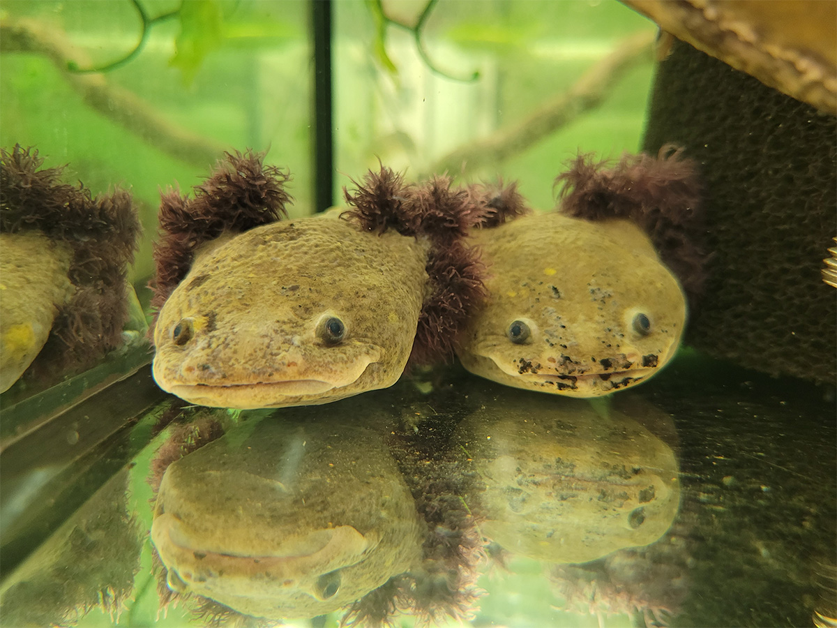 Collaborative effort: Citizen Conservation's Lake Pátzcuaro salamanders live in zoos like this one at Schönbrunn Zoo. ... | Tina Nagorzanski