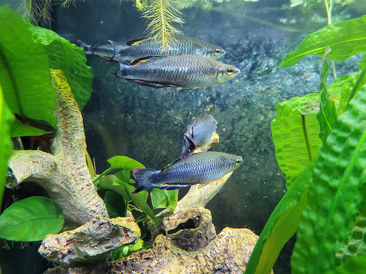 The Madagascan rainbowfish, in the picture held by Werner Witopil, have also now multiplied under the CC umbrella | Tina Nagorzanski