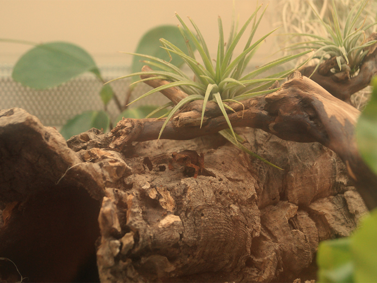Nachzuchterfolge gab es auch bei unseren Knochenkopfkröten, die bei neuen CC-Haltenden einziehen konnten. | Stefanie Zimmer