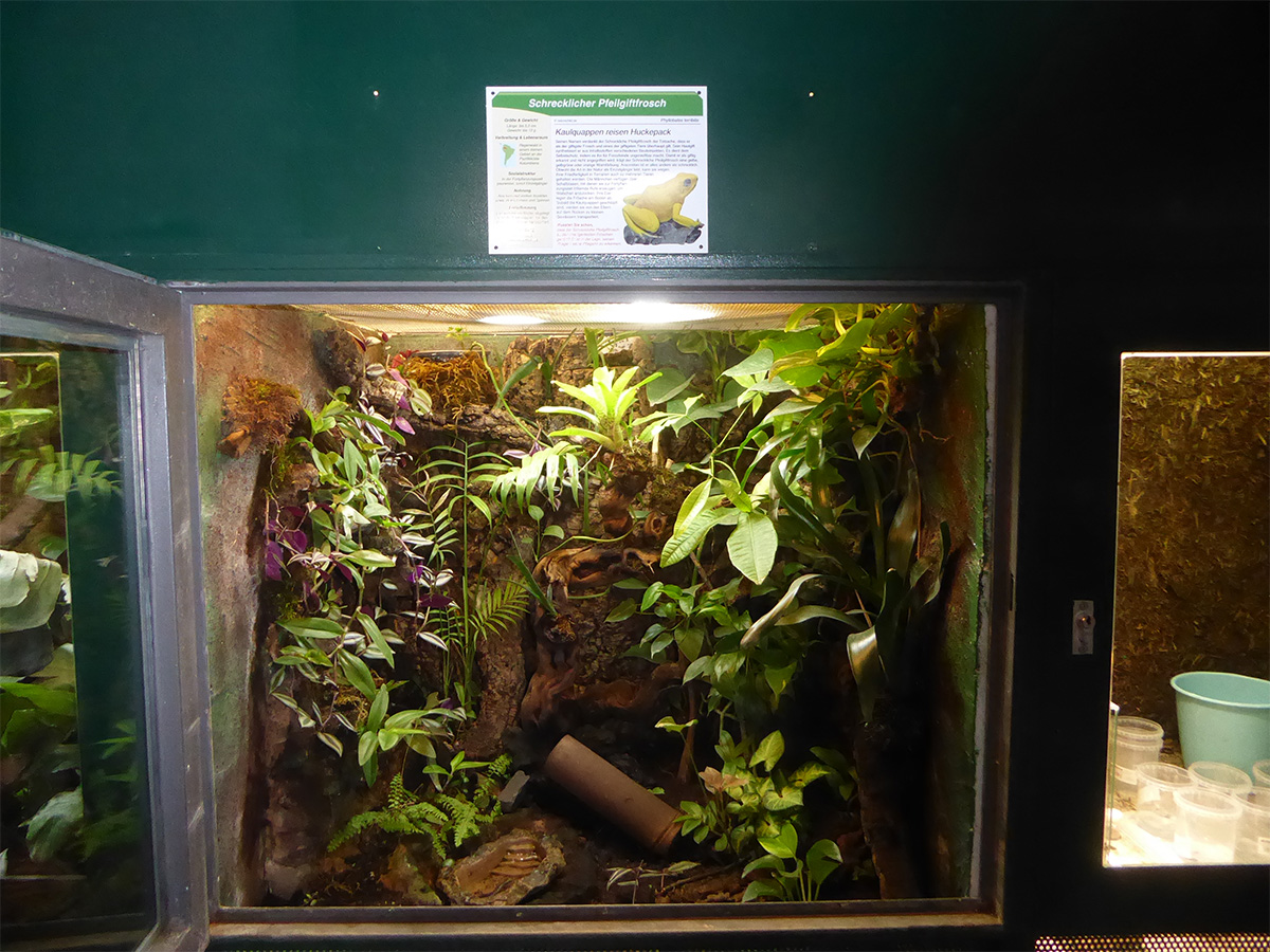 Tierpark Fauna Solingen is home to Golden poison frogs from CC | Tierpark Fauna Solingen