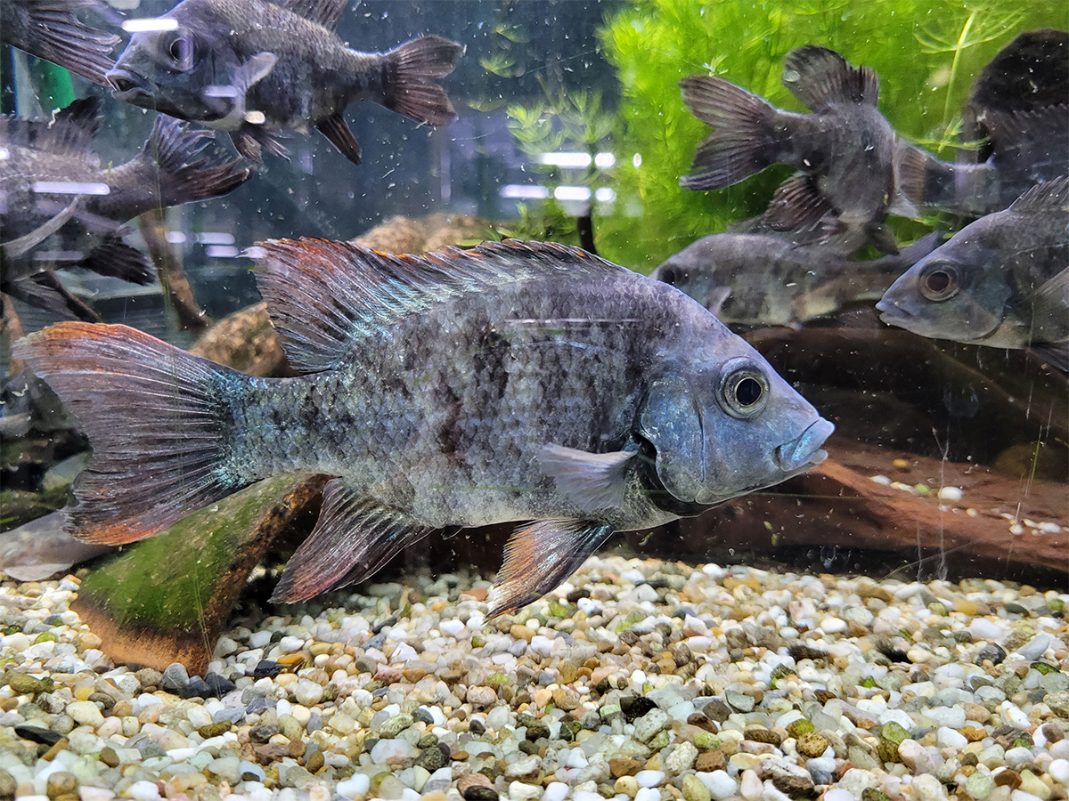 We can be pleased about several successes in breeding the former "rarest fish in the world", the Mangarahara cichlid. | Tiergarten Schönbrunn