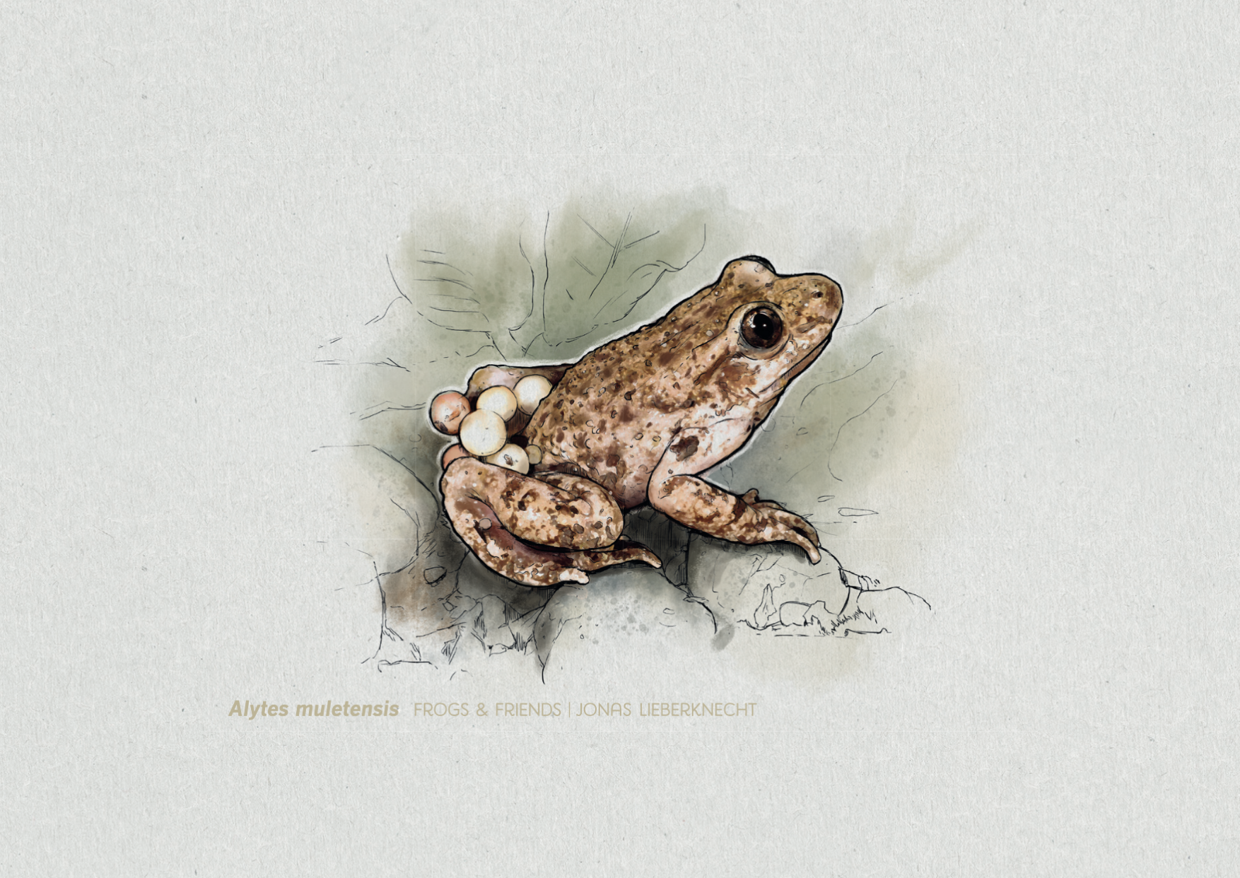 No. 13: Majorcan Midwife Toad (Alytes muletensis) | Jonas Lieberknecht 
(A6 postcard format in picture mount)