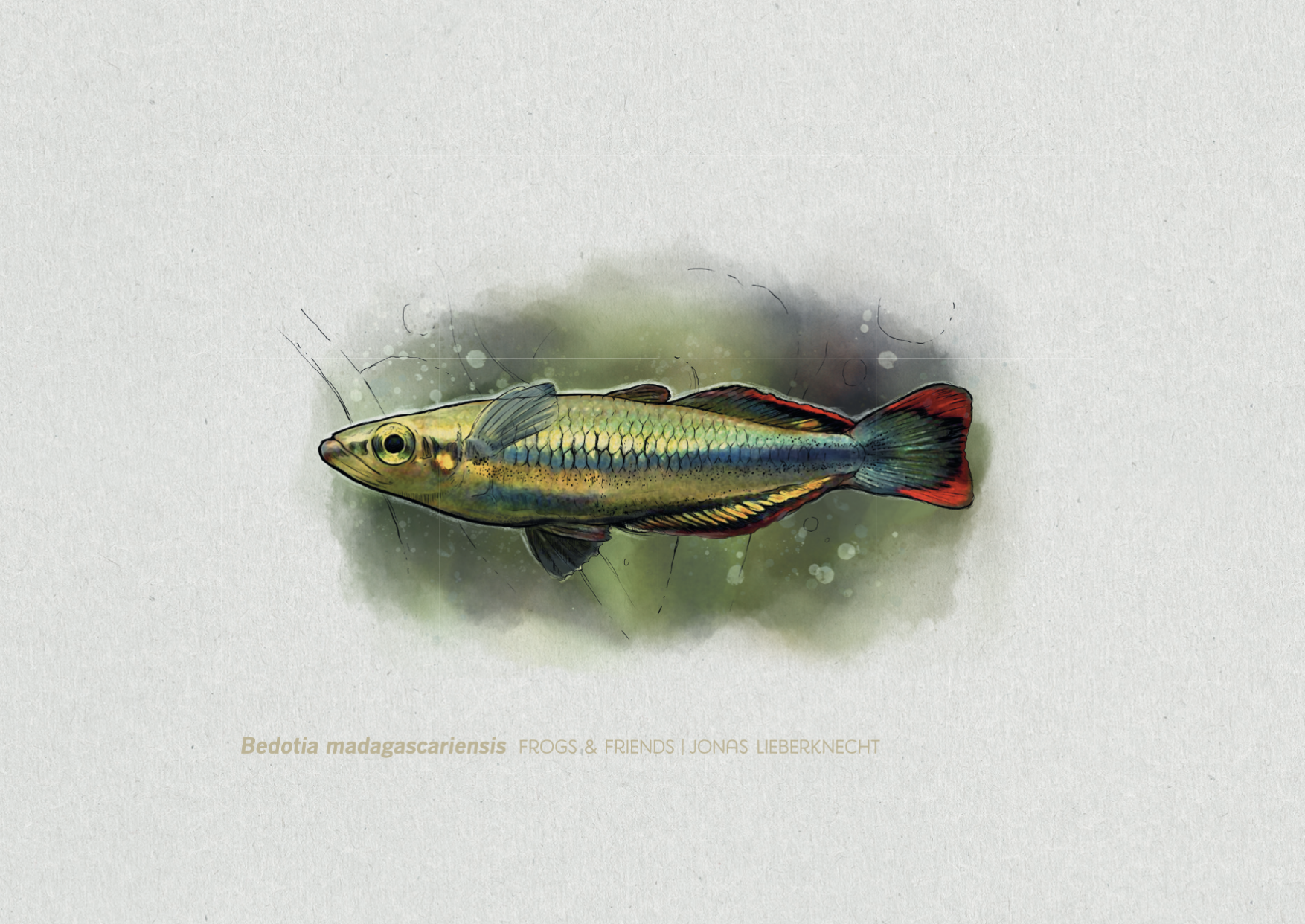 No. 17: Madagascan-Rainbow Fish (Bedotia madagascariensis) | Jonas Lieberknecht 
(A6 postcard format in picture mount)