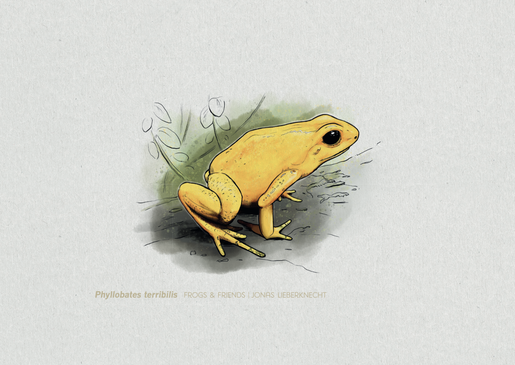 No. 14: Golden Poison Frog (Phyllobates terribilis) | Jonas Lieberknecht 
(A6 postcard format in picture mount)