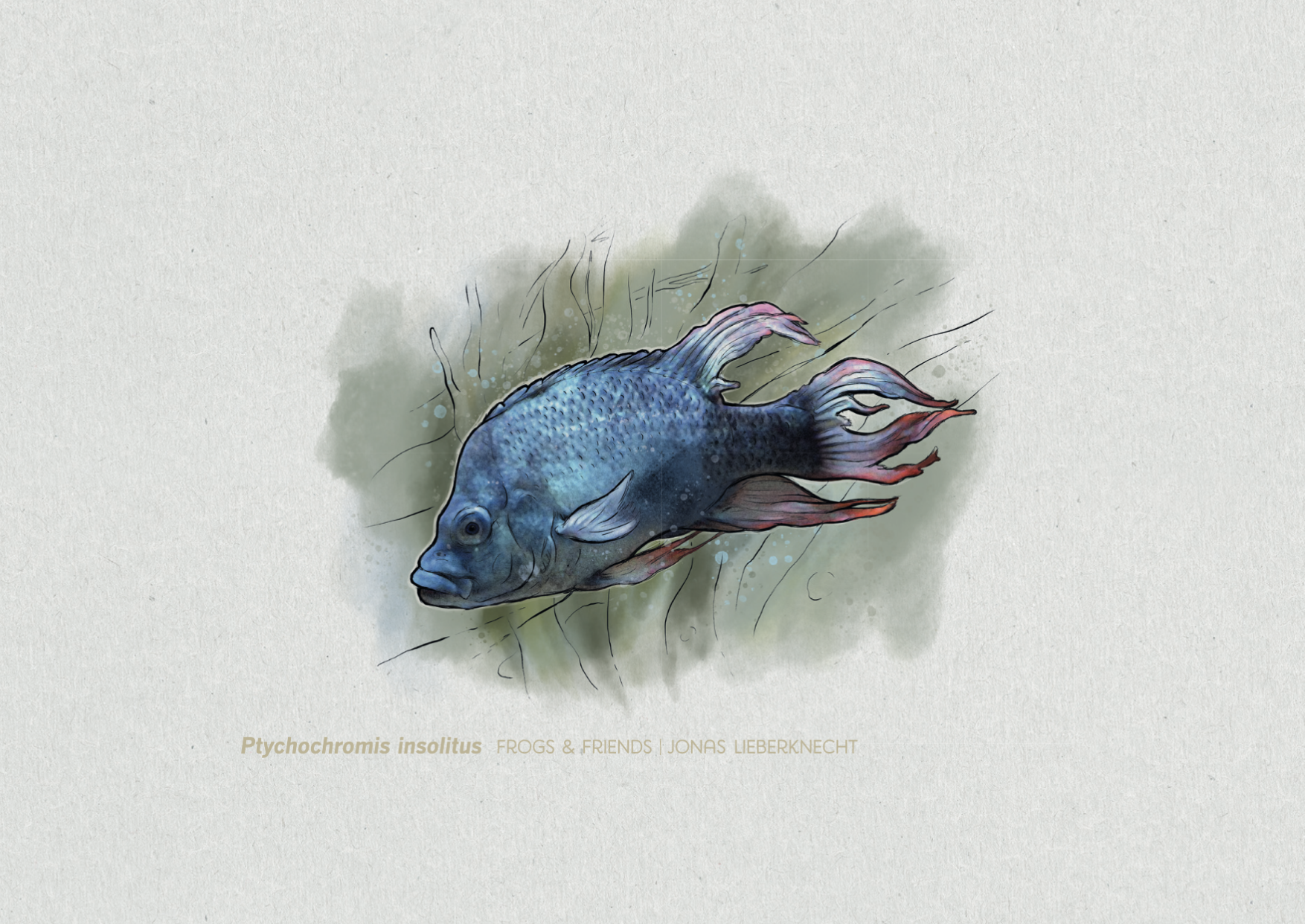 Nr. 16: Der Mangarahara-Buntbarsch (Ptychochromis insolitus) | Jonas Lieberknecht(A6 Postkartenformat in Passepartout)
