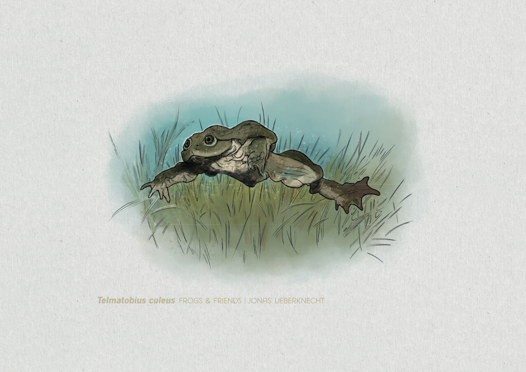 Nr. 15: Der Titicaca-Riesenfrosch (Telmatobius culeus) | Jonas Lieberknecht(A6 Postkartenformat in Passepartout)