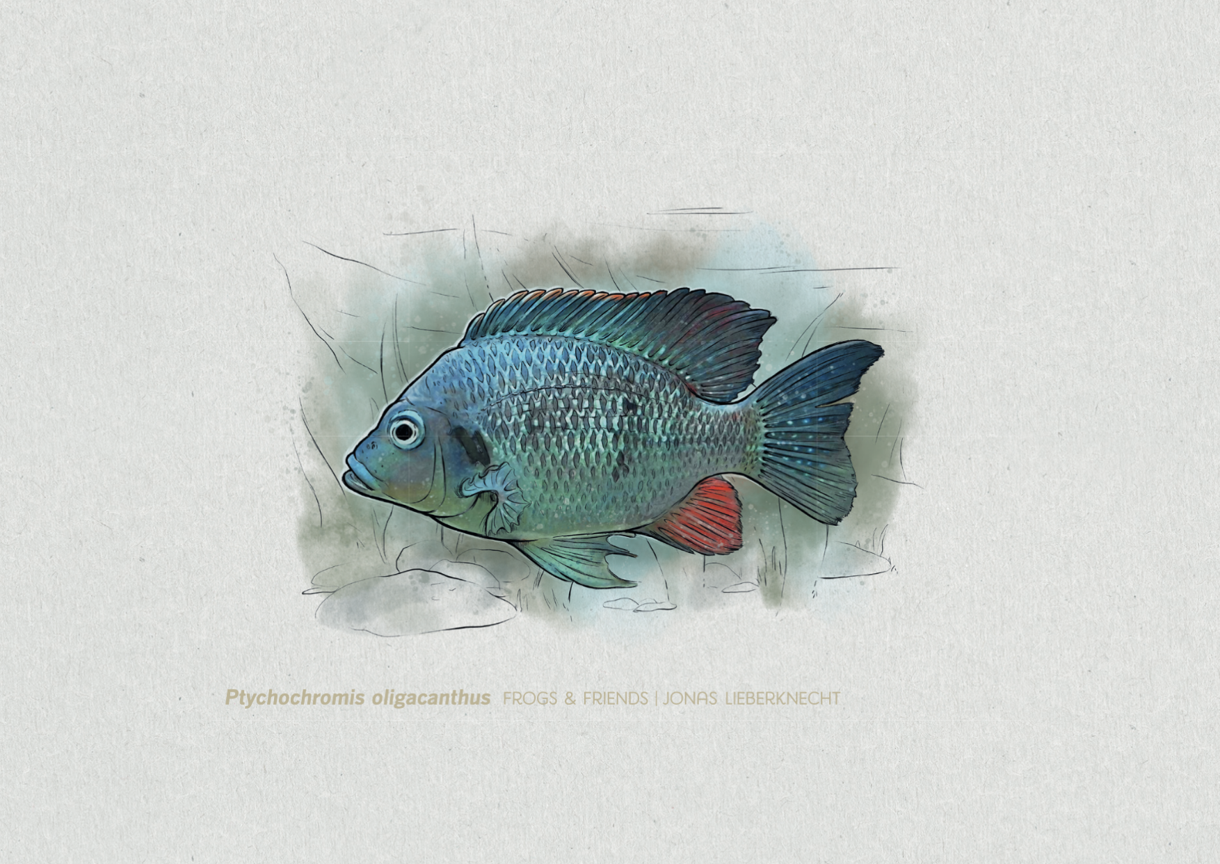 No. 18: Nosy Be Cichlid (Ptychochromis oligacanthus) | Jonas Lieberknecht 
(A6 postcard format in picture mount)