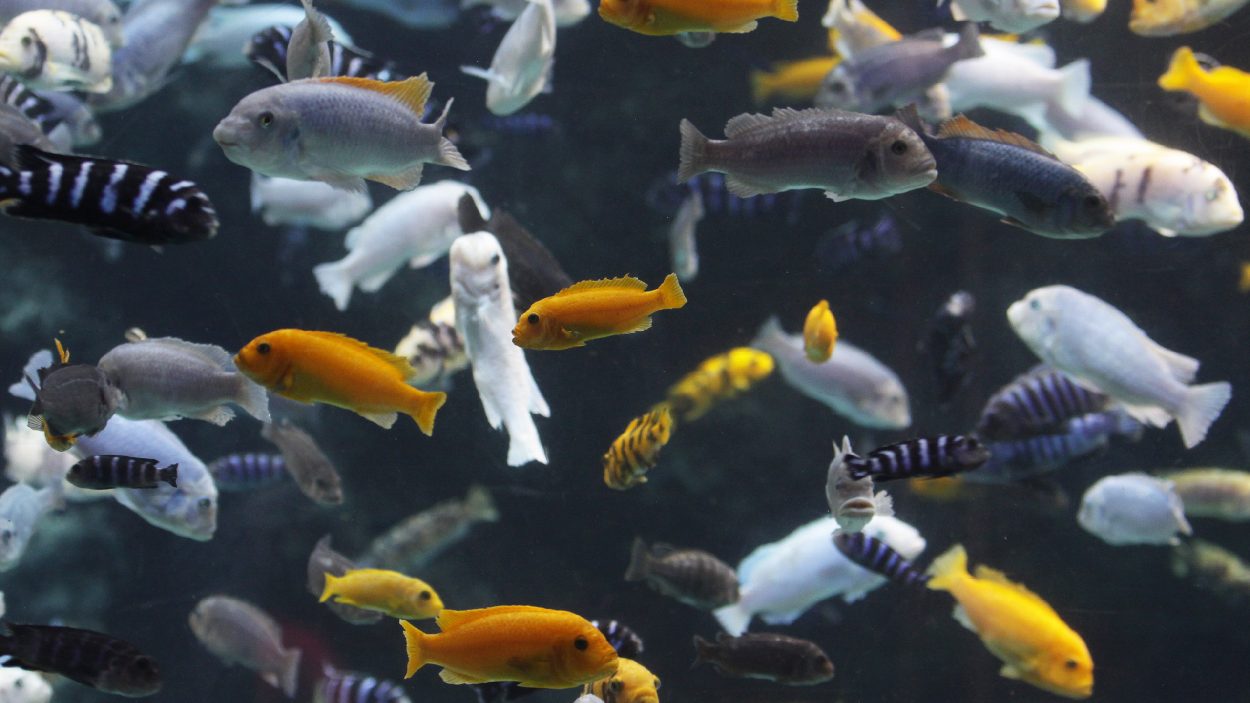 Colorful crowd: different species of Malawi cichlids | Chris Hill, Shutterstock