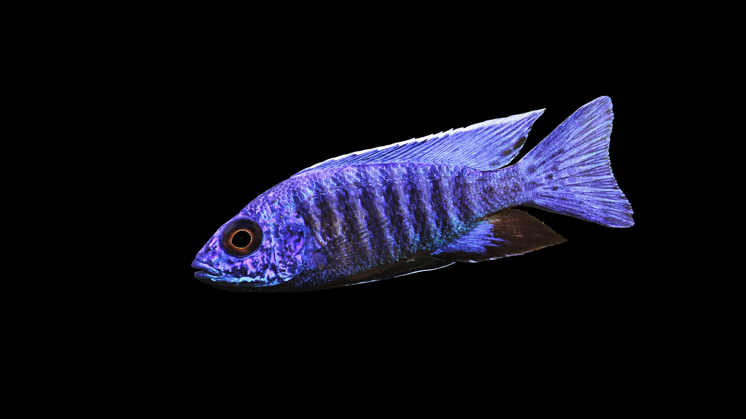 In English, Sciaenochromis fryeri from Lake Malawi is called "Electric Blue chichlid". | Arunee Rodloy, Shutterstock