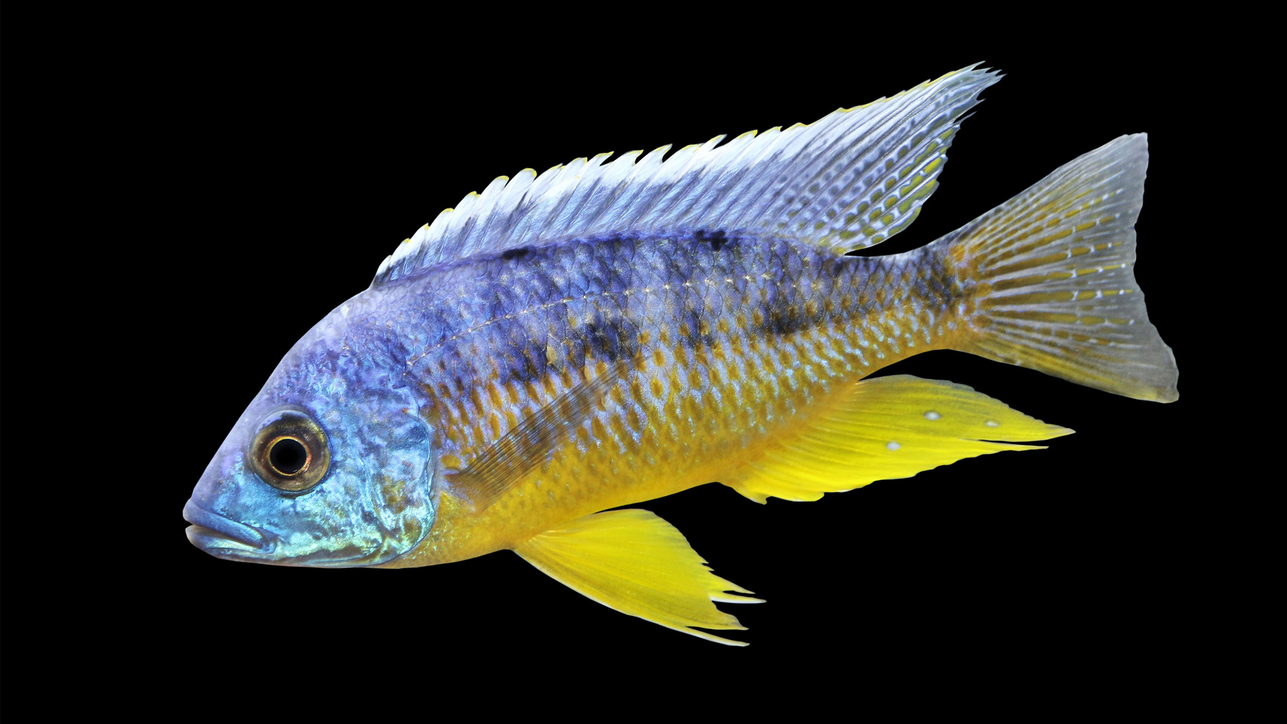 Not only in appearance, but also in food acquisition, Malawi cichlids have evolved a wide variety: Protomelas fenestratus whirls up its prey with a jet of water from its mouth. | Arunee Rodloy, Shutterstock