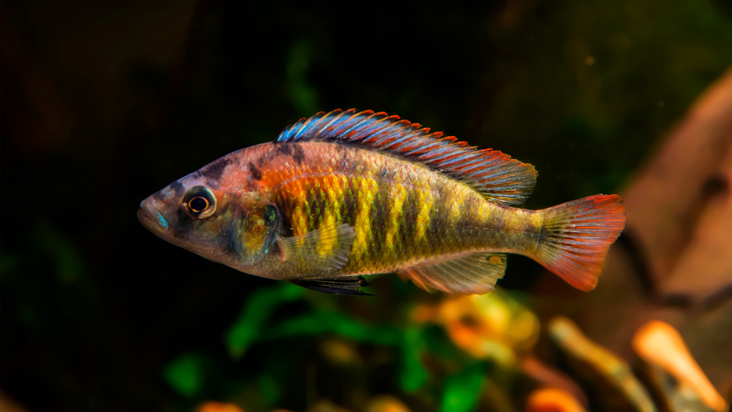 Nyereres Viktoriabuntbarsch (Haplochromis nyererei) ist ein Maulbrüter aus dem Viktoriasee. | Chonlasub Woravichan, Shutterstock