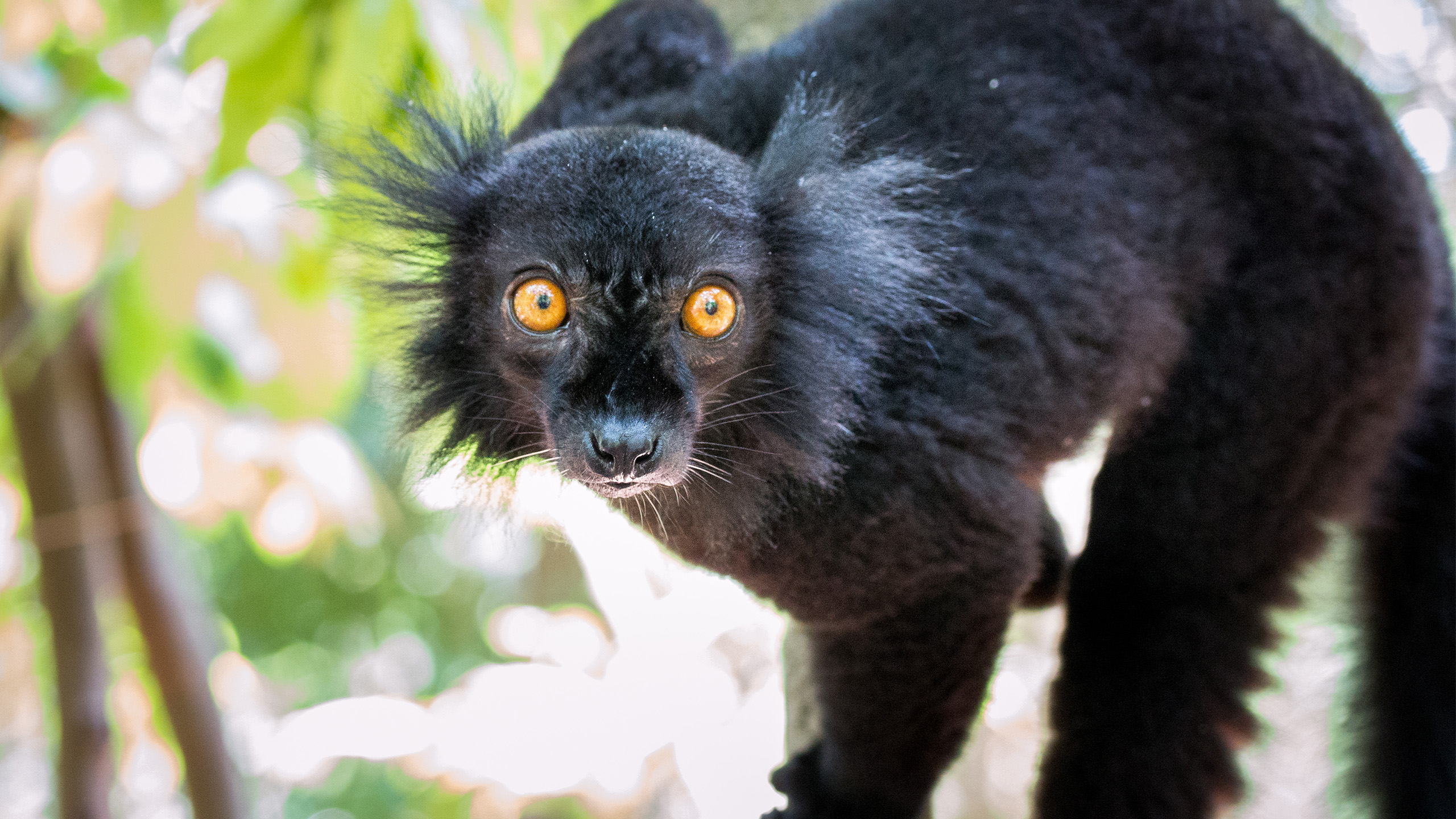 Auch der Mohrenmaki (Eulemur macaco) ist stark gefährdet. | Erik Klietsch, Shutterstock