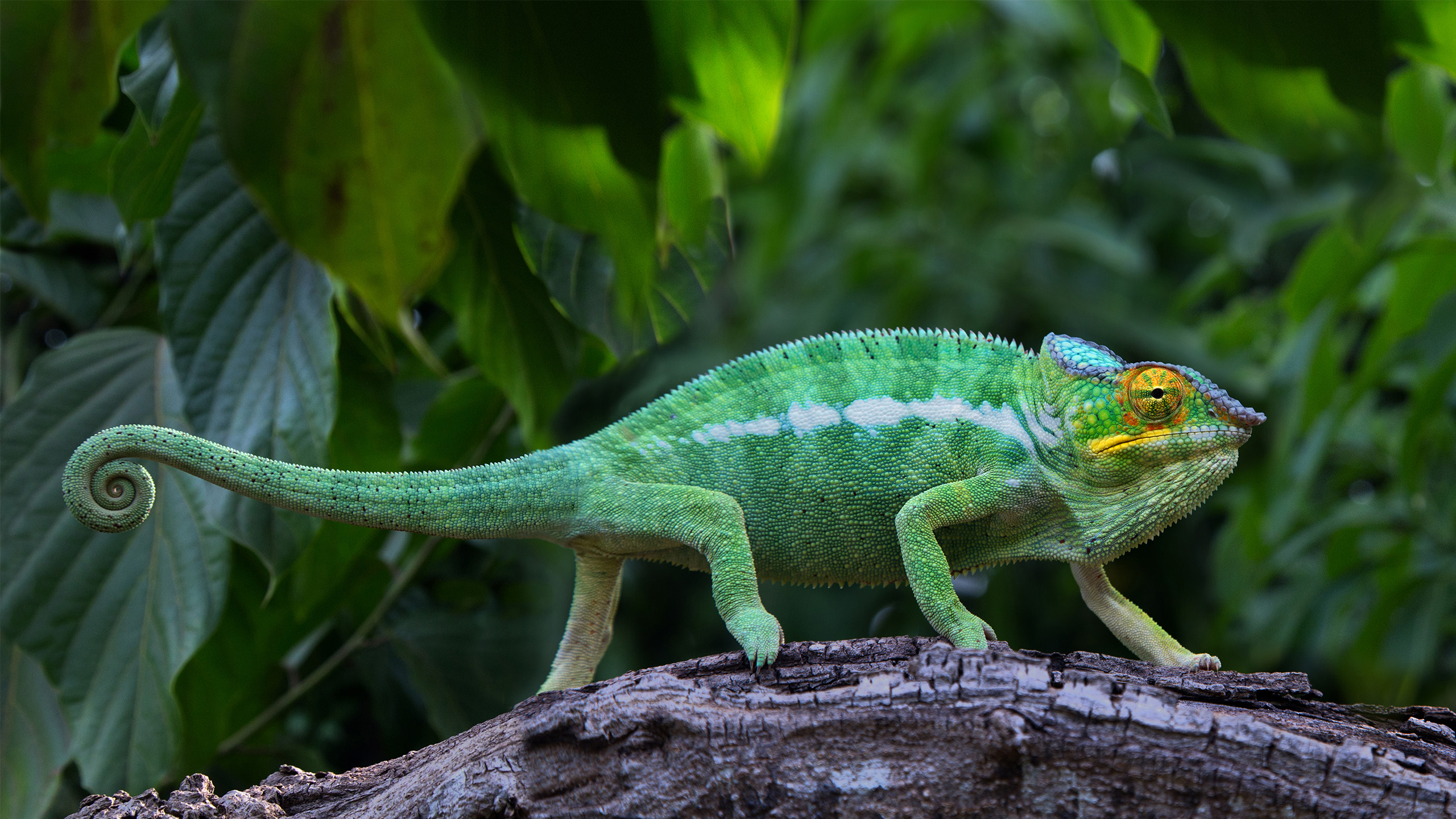 The panther chameleon (Furcifer pardalis) has developed its own color form on Nosy Be. | Sergey Podlesnov, Shutterstock