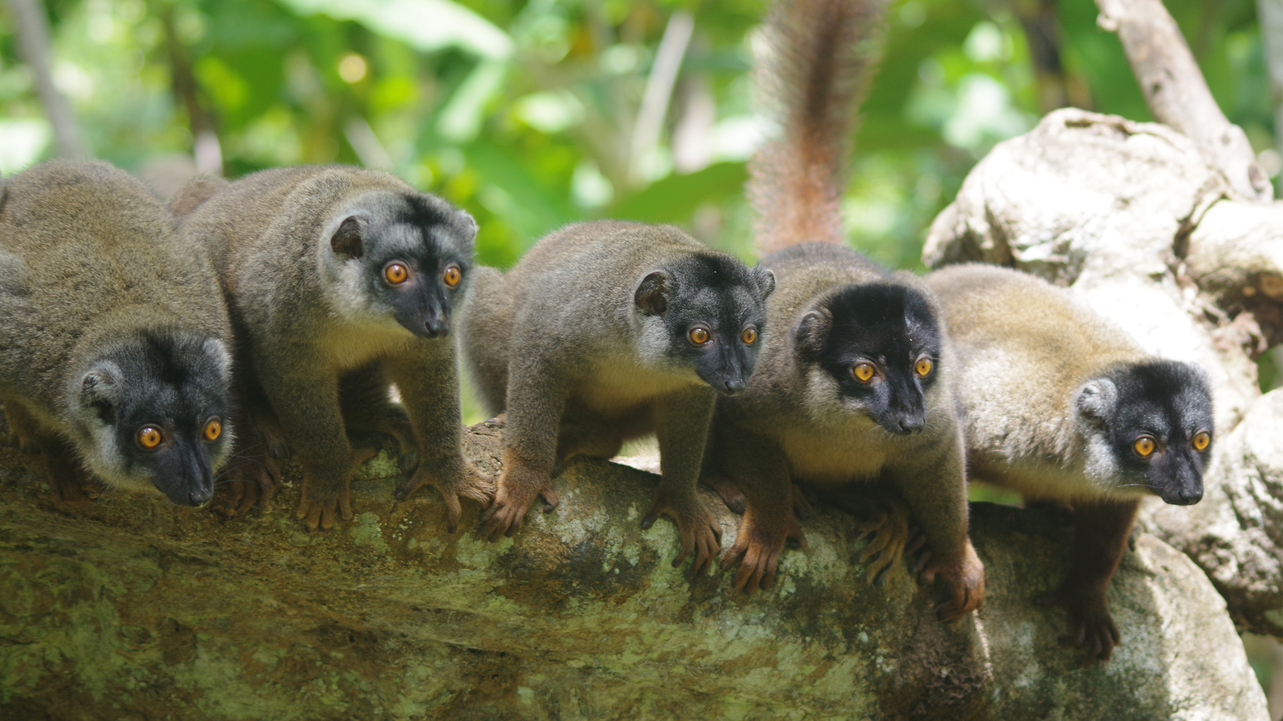 Braune Lemuren (Eulemur fulvus) sind weit verbreitet und kommen inzwischen auch auf Nosy Be vor. | Jan Czerny, Shutterstock