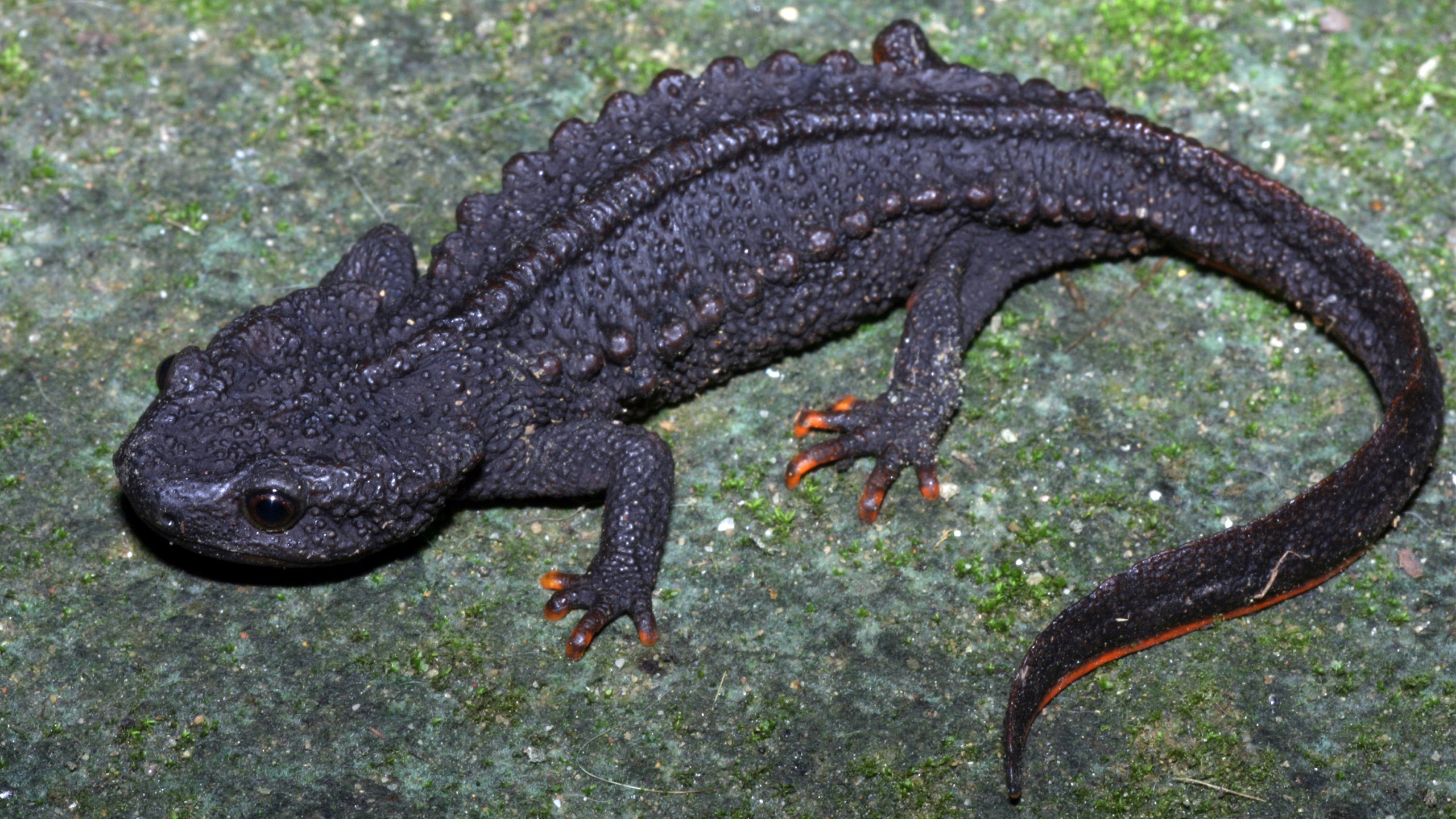 Zieglers Krokodilmolch ist erst 2013 als eigenständige Art erkannt worden. | Thomas Ziegler