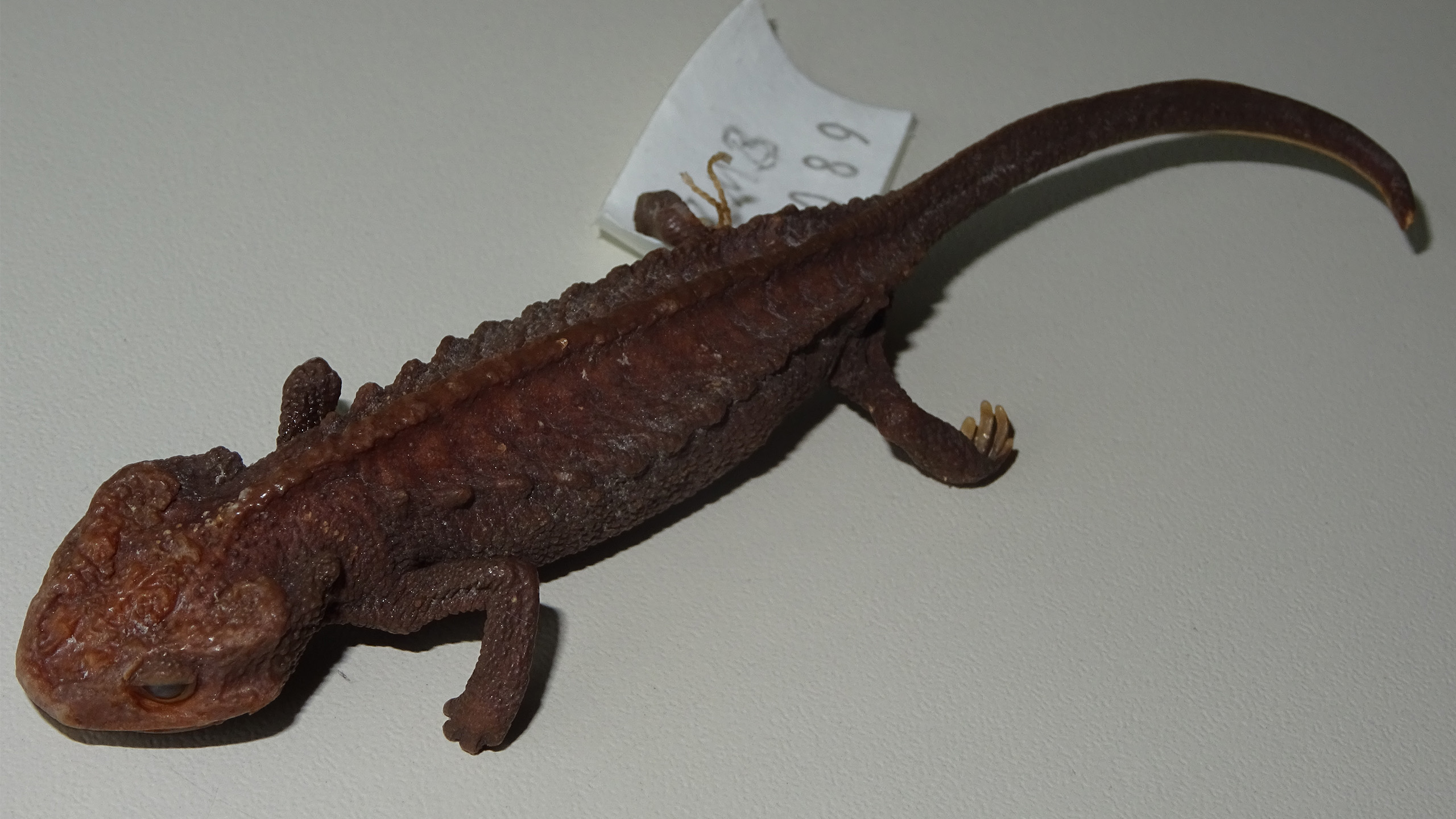 Dieses Foto zeigt das in einem Naturkundemuseum aufbewahrte Exemplar, anhand dessen der „ursprüngliche“ Stachelige Krokodilmolch (Tylototriton asperrimus) beschrieben wurde. Lange Zeit dachte man, die Art sei weit verbreitet. | Thomas Ziegler