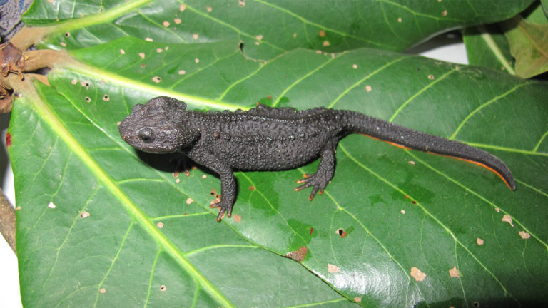 Increasingly, it became apparent that many crocodile newts that had been thought to be spiny crocodile newts actually represented separate species. In 2020, Sparreboom's crocodile newt (Tylototriton sparreboomi) was newly described. | A.V. Pham