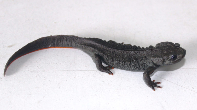 2020 wurde auch Pasmans Krokodilmolch (Tylototriton pasmansi) als eigenständige Art erkannt. Das Foto zeigt den Holotyp, also das Exemplar, anhand dessen die Art definiert worden ist. | C. T. Pham
