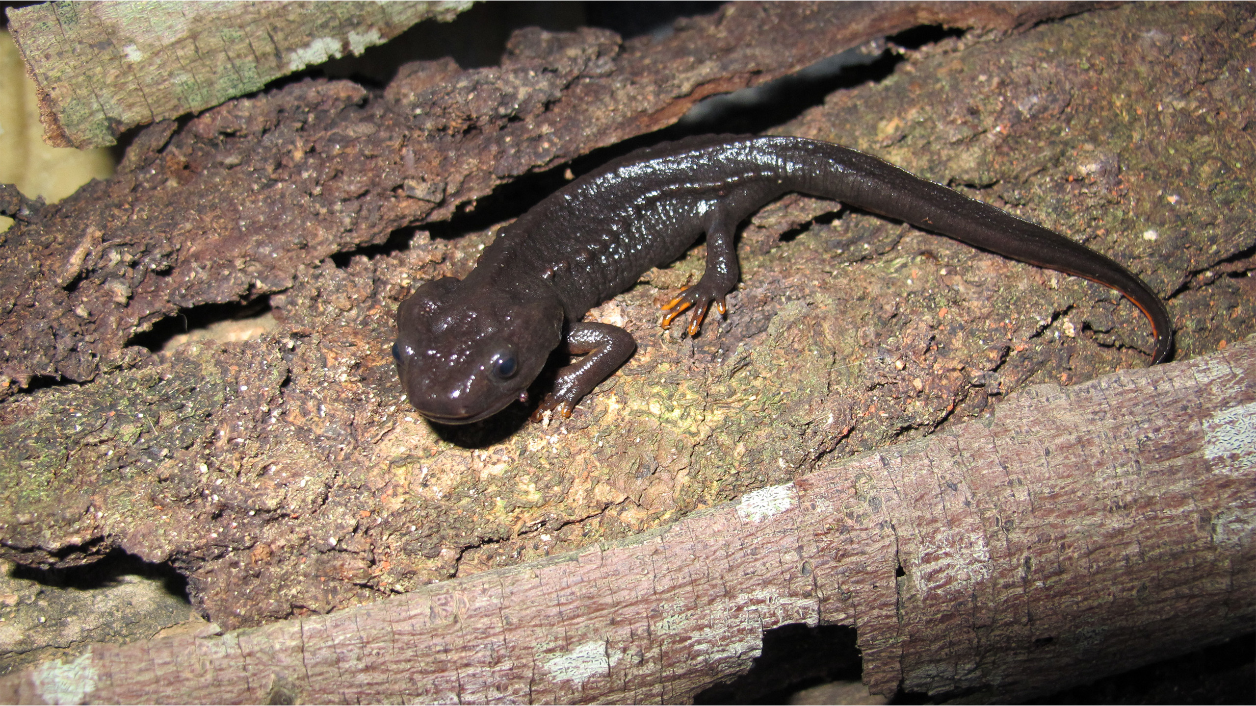 Distinct populations that are geographically separated but still very closely related are often described as subspecies, including Obst's crocodile newt (Tylototriton pasmansi obsti). | A.V. Pham