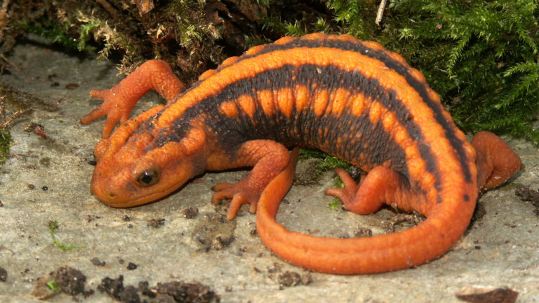 Der Mandarin-Krokodilmolch (Tylototriton shanjing) gehört nicht zum asperrimus-Komplex innerhalb seiner Gattung. | HWall/Shutterstock