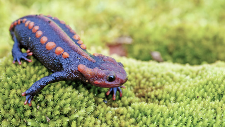 Crocodile newts now form the most species-rich genus within the salamandridae. The Kweichow's crocodile newt (Tylototriton kweichowensis) belongs to a different relationship group within the genus than Ziegler's crocodile newt. | kamnuan, Shutterstock