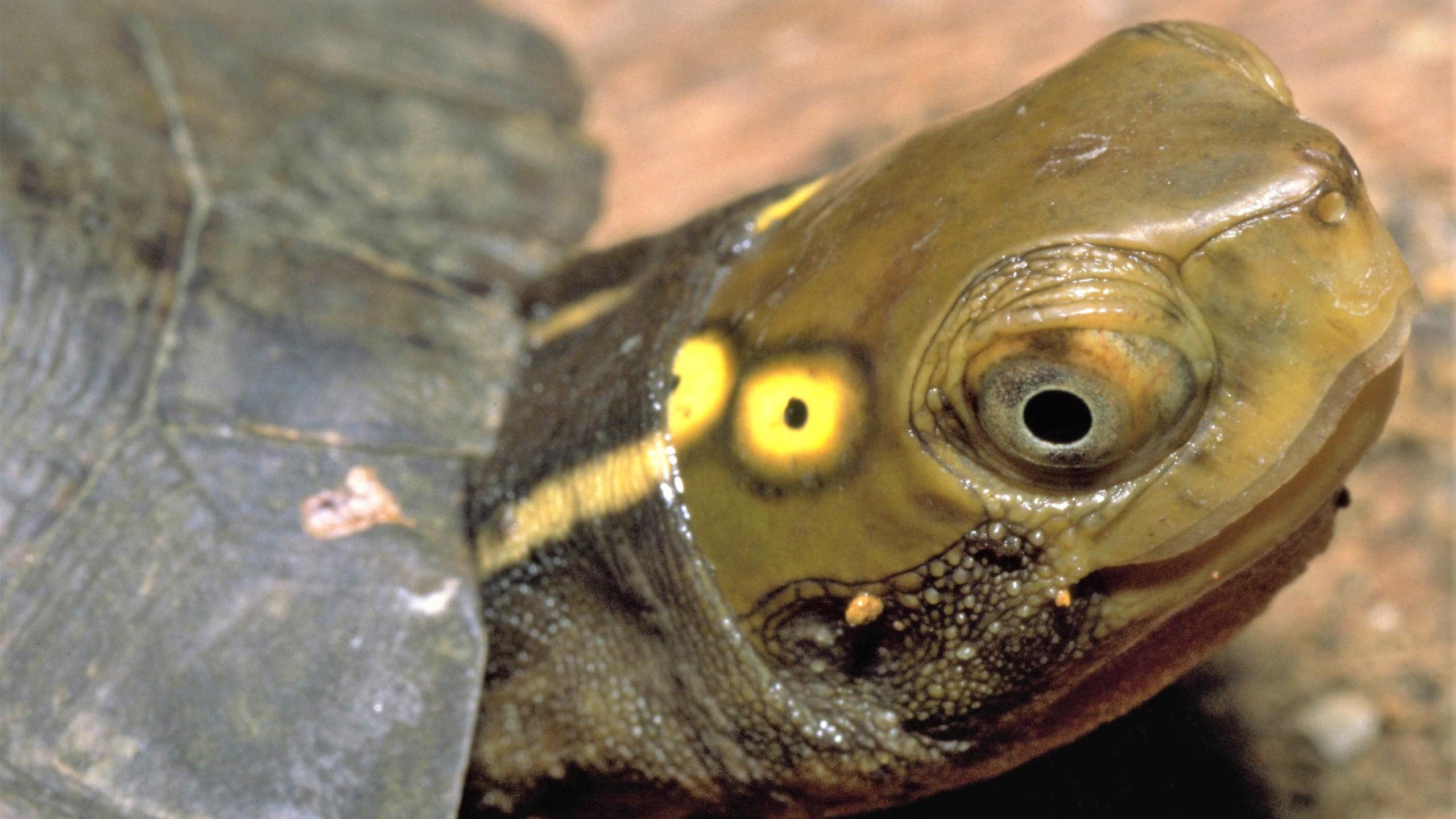 Die wunderschöne Vietnamesische Pfauenaugen-Sumpfschildkröte (Sacalia quadriocellata) bewohnt dieselben Regenwälder wie Zieglers Krokodilmolch ... | Thomas Ziegler