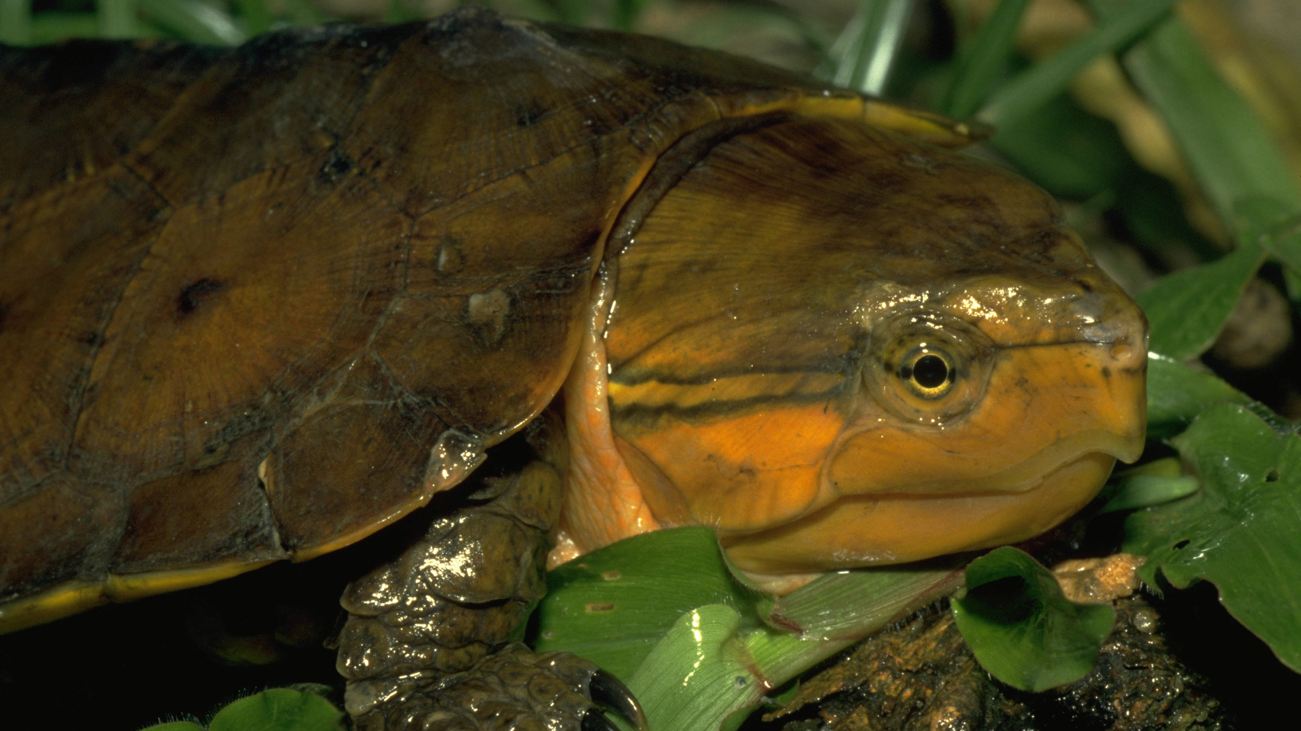 ... as well as the big-headed turtle Platysternon megacephalum. | Thomas Ziegler