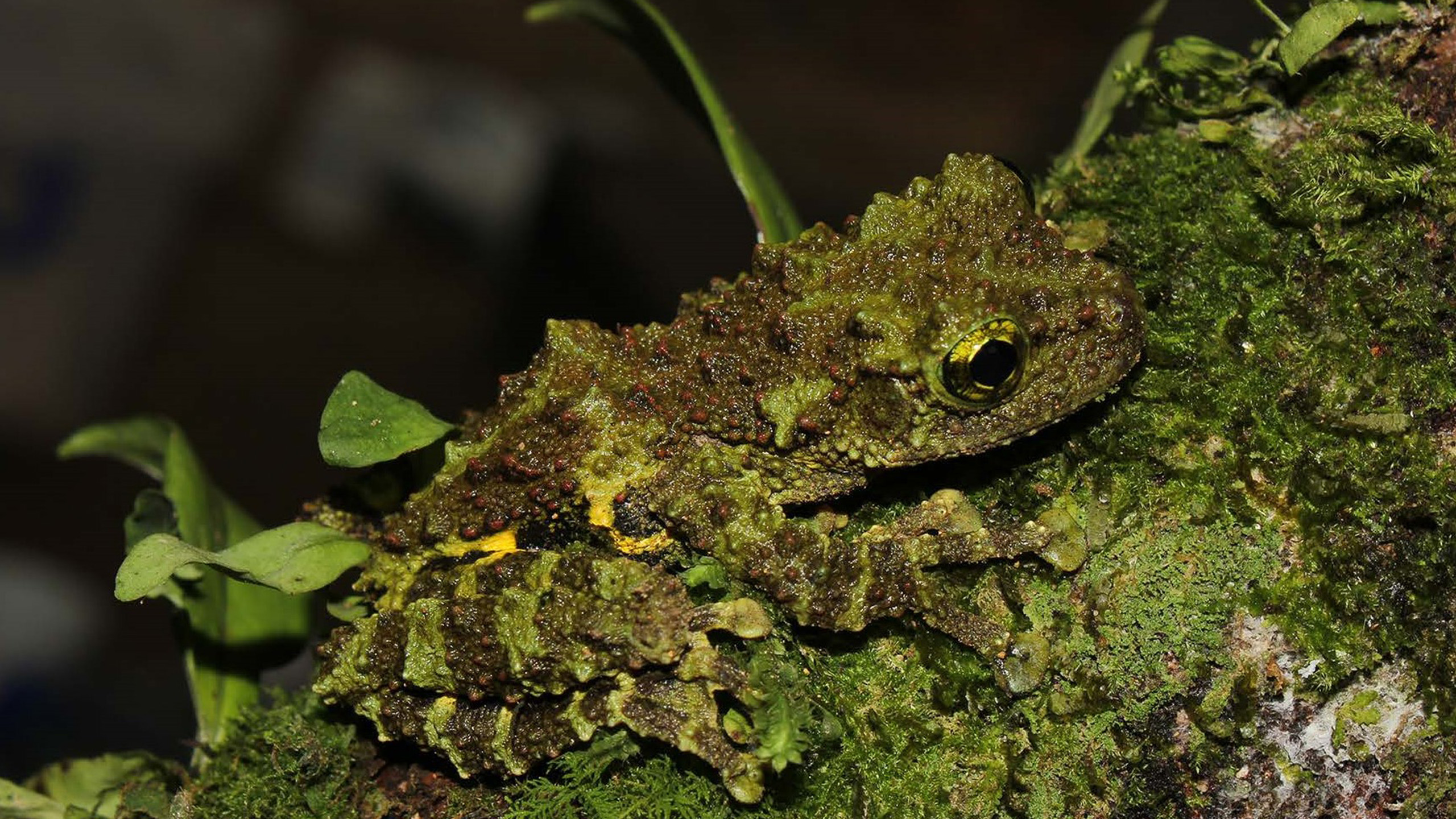 Khoi's mossy frog Theloderma khoii is not conspicuous due to its perfect camouflage – perhaps this is why it was only newly discovered in 2022. | Tao T. Nguyen
