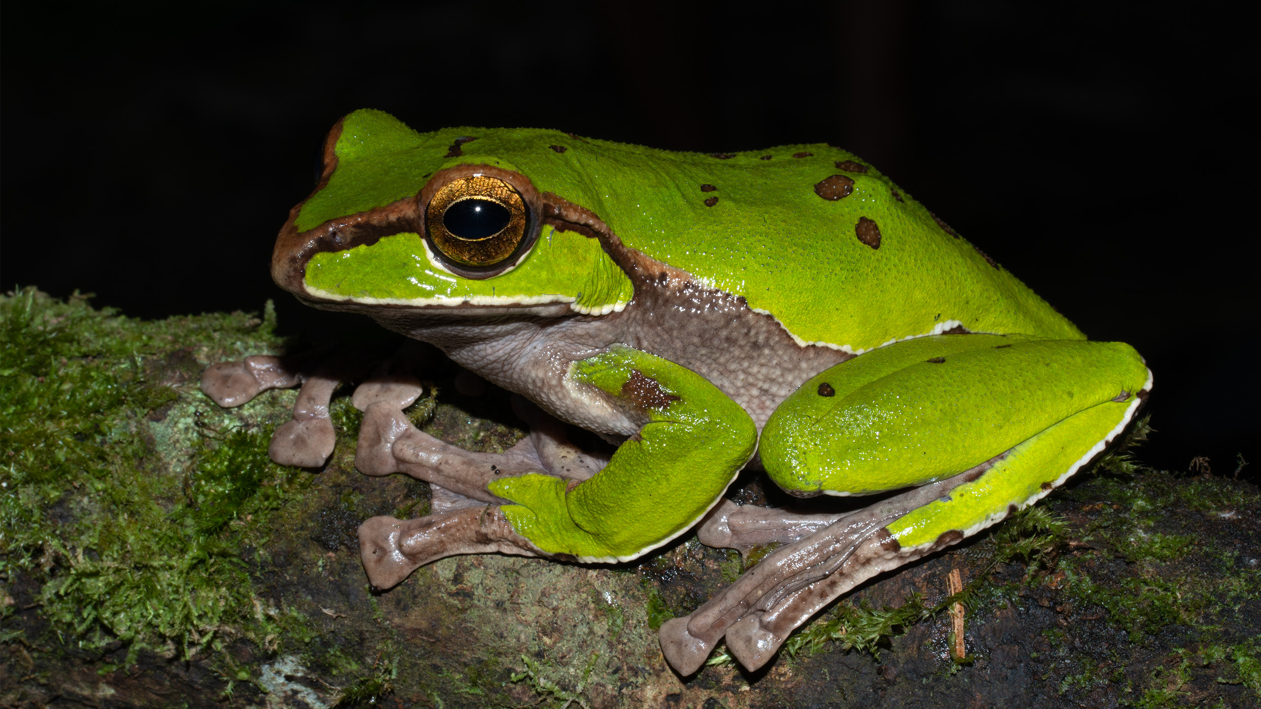 The northern Vietnamese forests still hold many surprises – the magnificent Frank's tree frog Zhangixalus franki was only described as a new species in 2020. | Tao T. Nguyen
