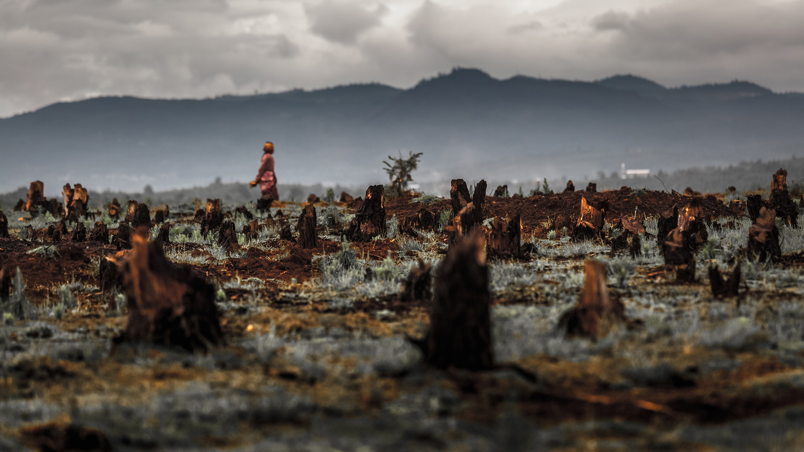 On Madagascar, large areas of forest still fall victim to slash-and-burn agriculture every year. | Dudarev Mikhail/Shutterstock