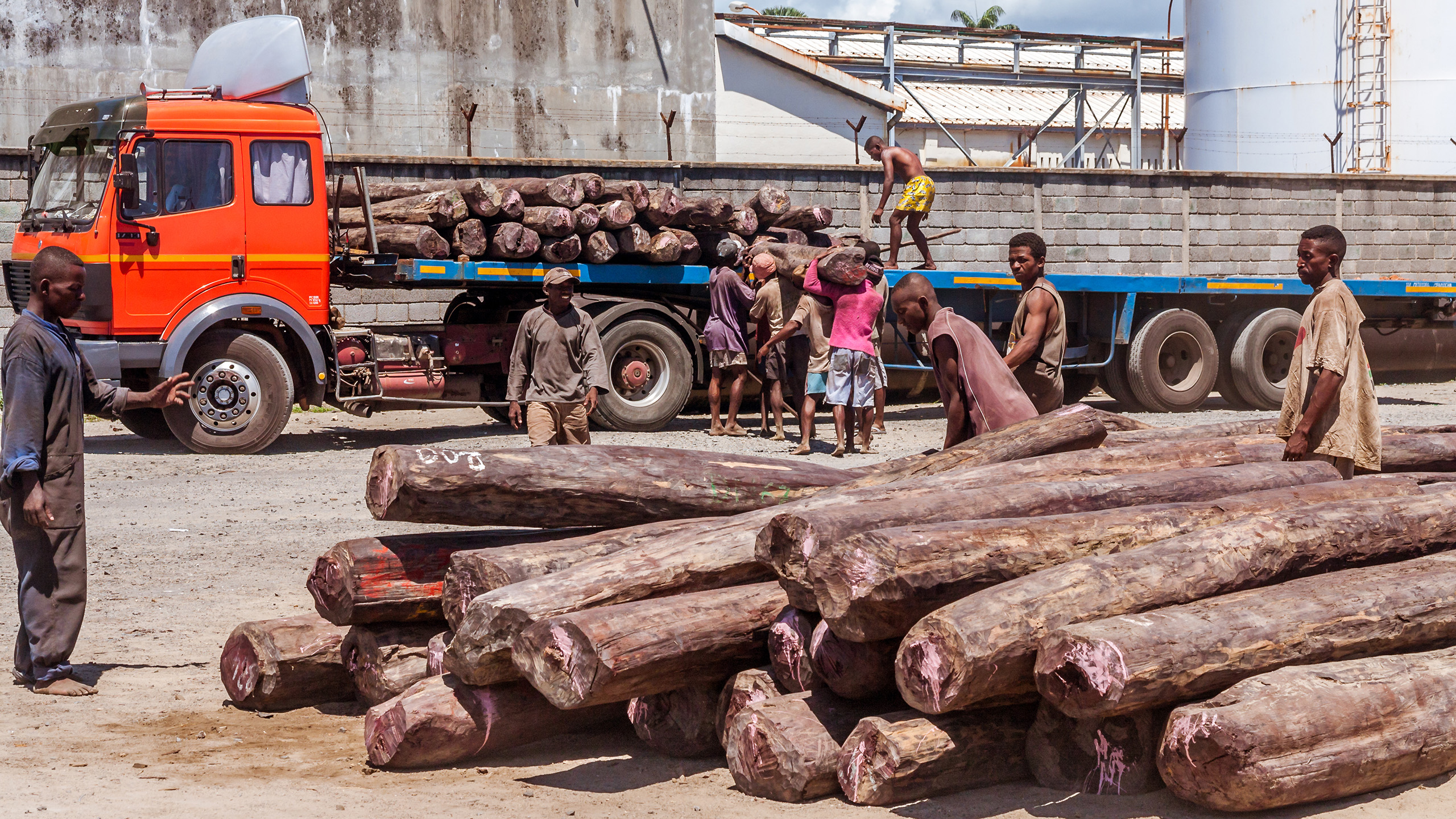 Abholzung von Edelhölzern wie hier bei Toamasina im Osten Madagaskars führt zu erheblichen Schäden. | Pierre-Yves Babelon/Shutterstock